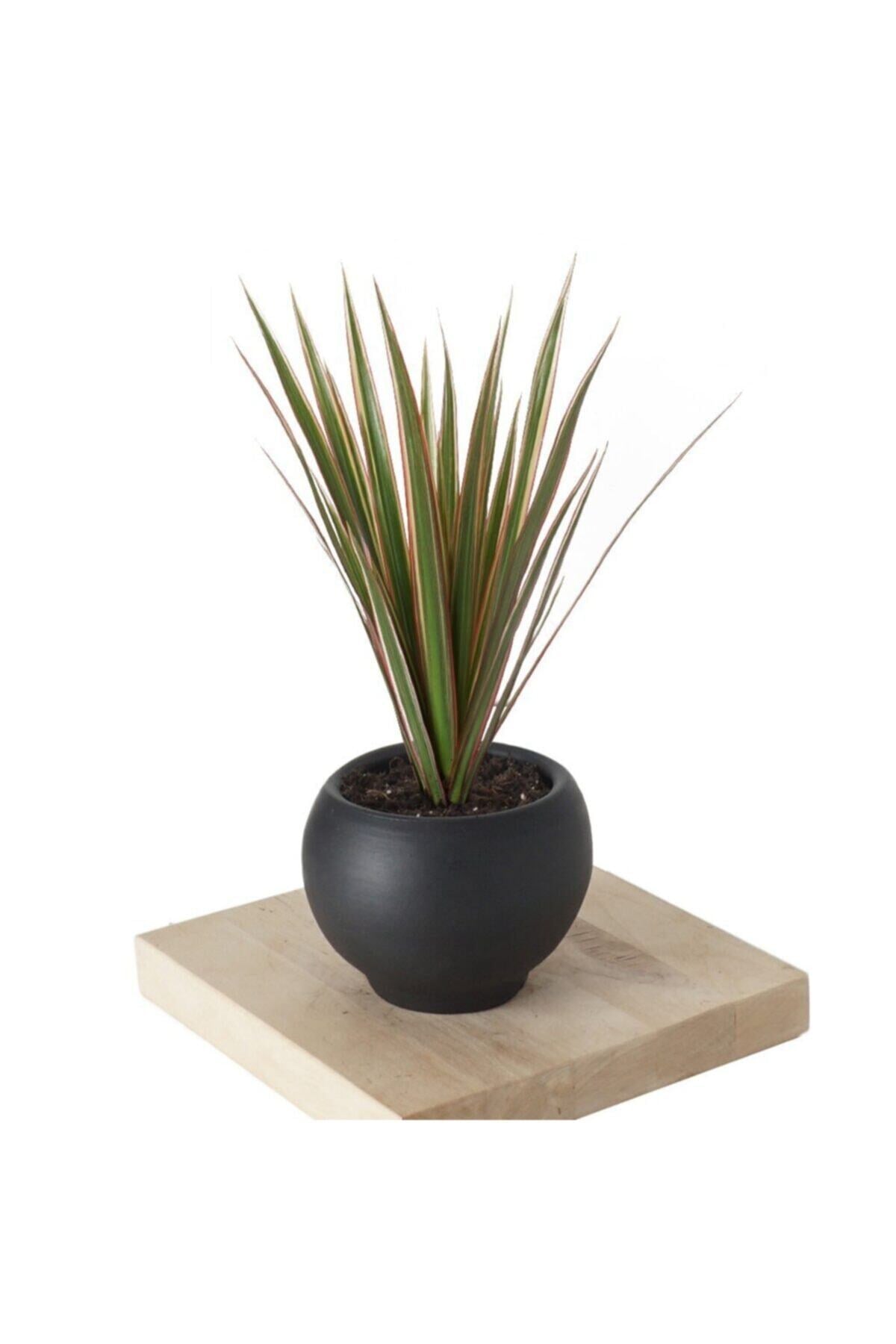 Dracena Marginata Bicolor (drasena Bitkisi) Siyah Saksılı