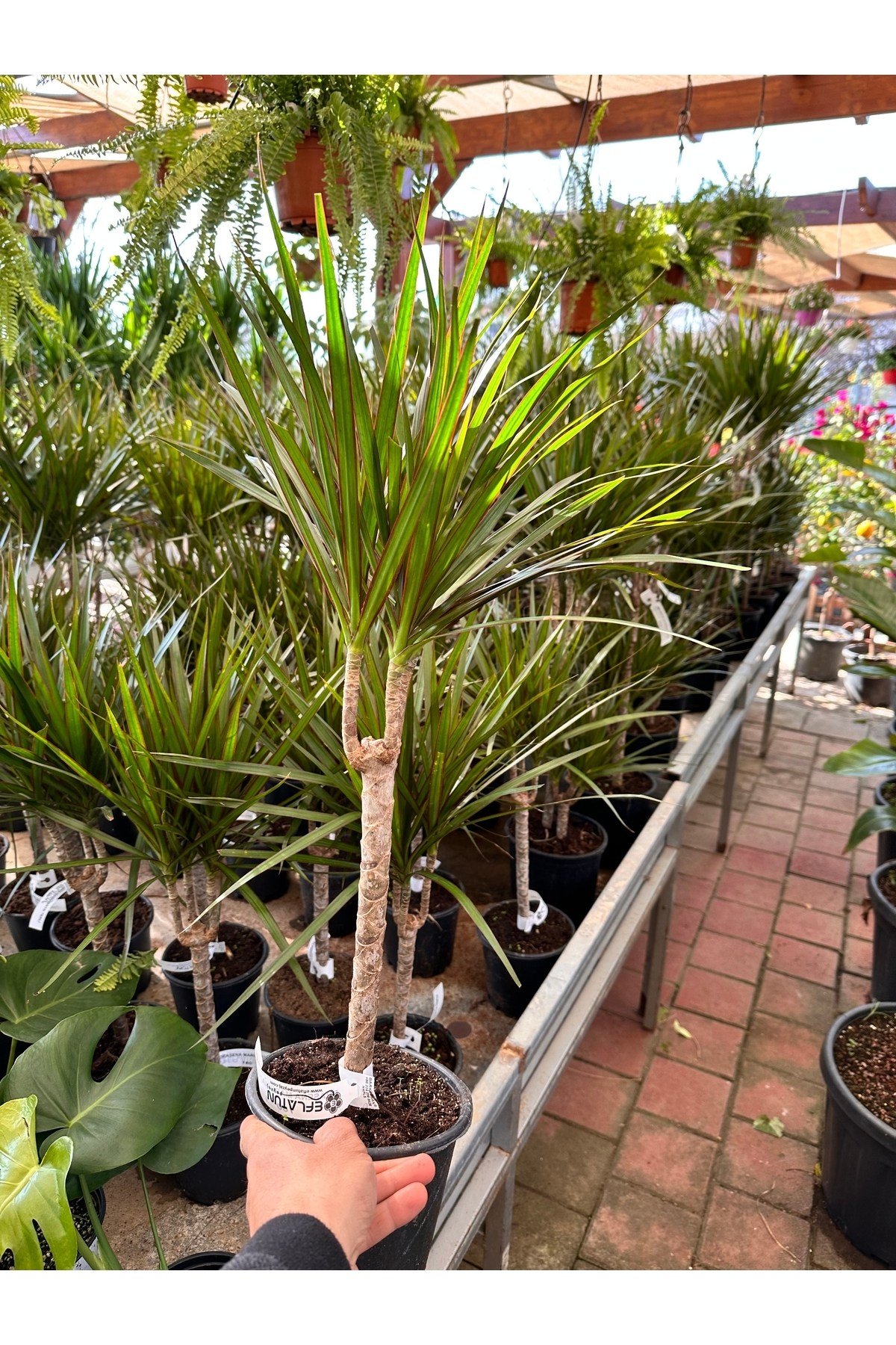 DRASENA MARGINATA TEKLİ 30cm
