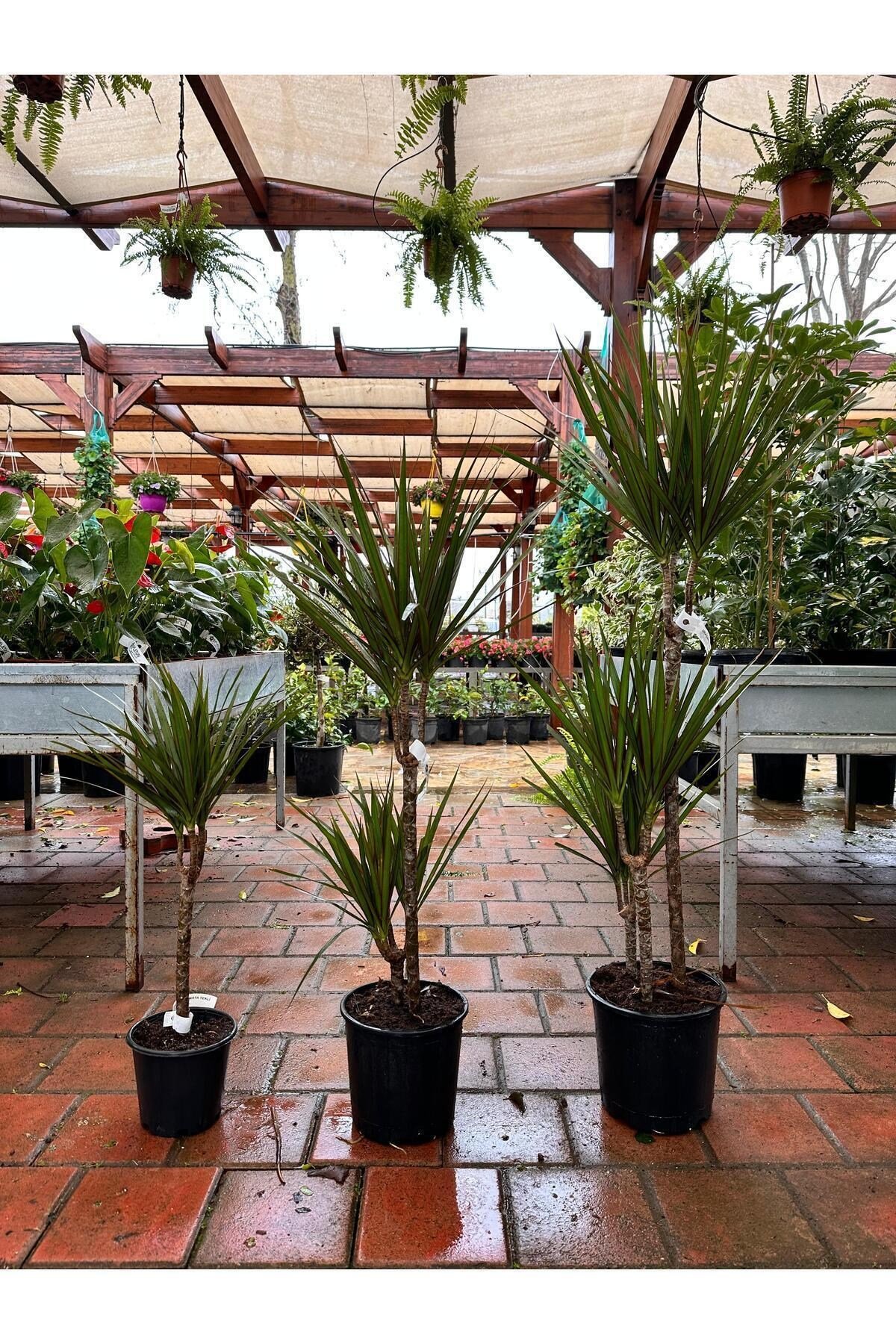 DRASENA MARGINATA TEKLİ 30cm