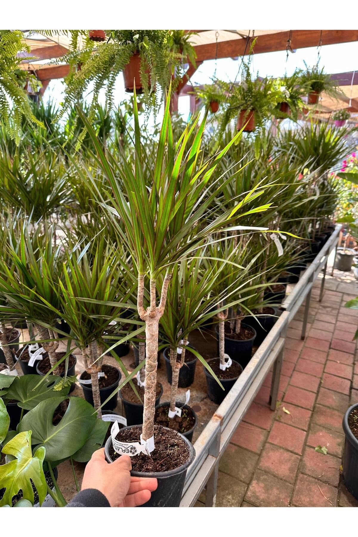 DRASENA MARGINATA TEKLİ 30cm