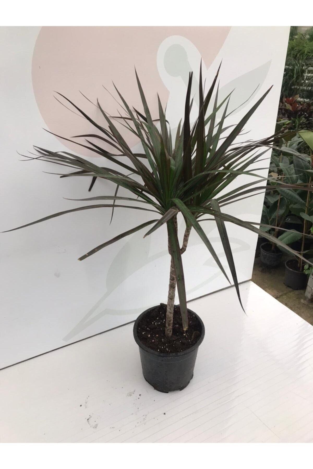 Drecana Marginata Tekli