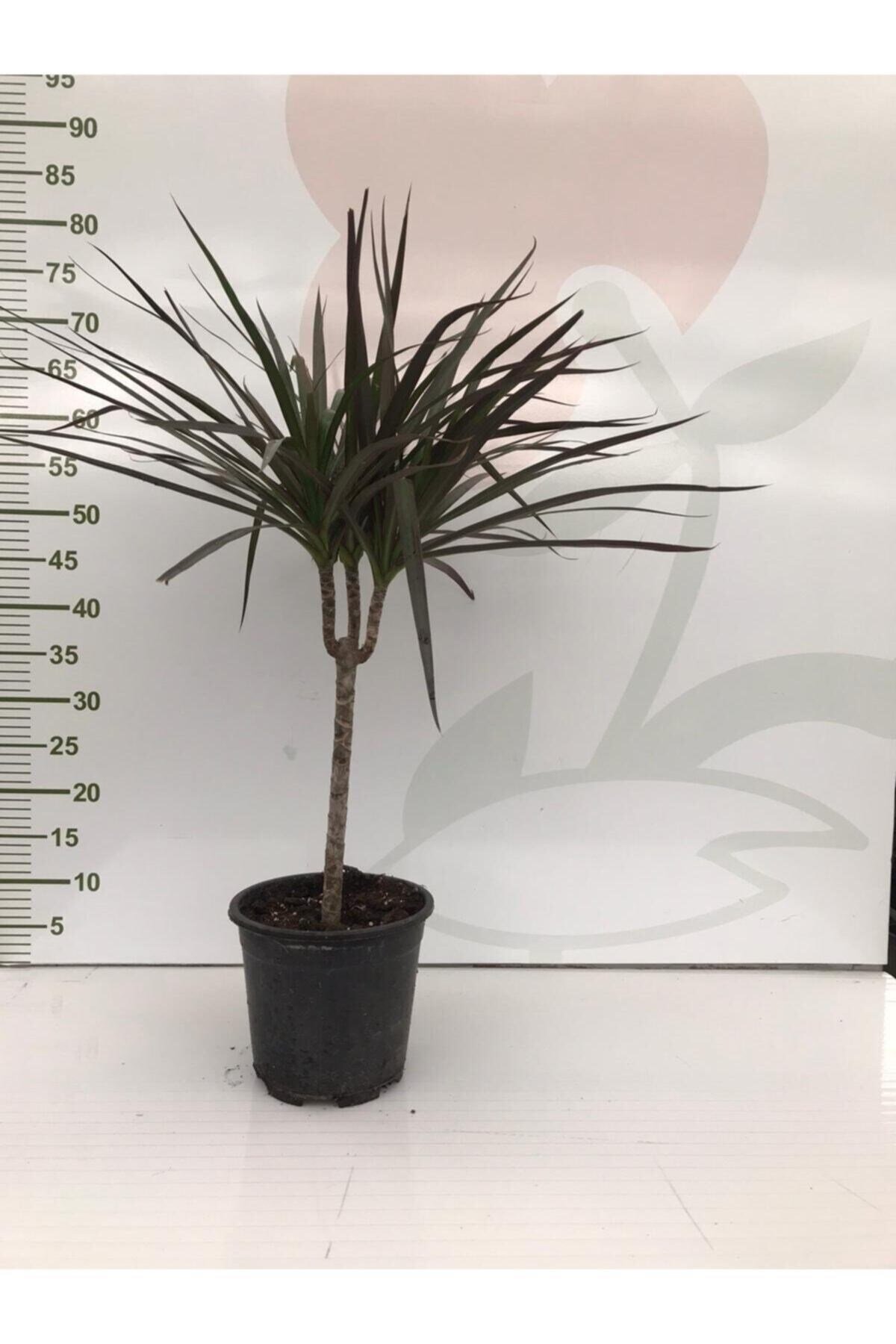 Drecana Marginata Tekli