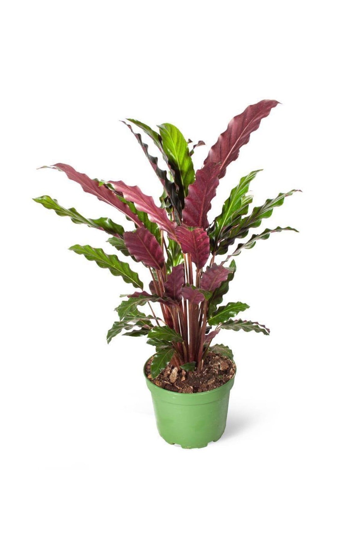 Dua Çiçeği - Calathea Rufibarba Yeşil