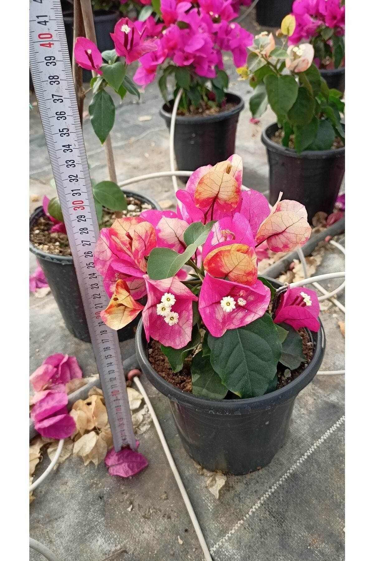 Ebruli Renk Sarmaşık Begonvil Çiçeği 35/50cm