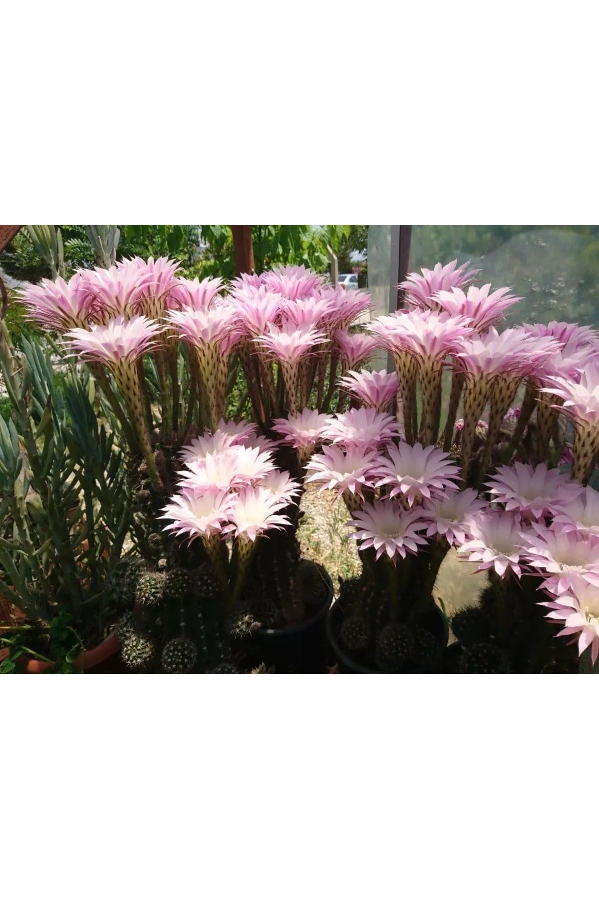Echinopsis Oxygona Kaynana Topuzu 5,5 Cm Saksılı Kaktüs