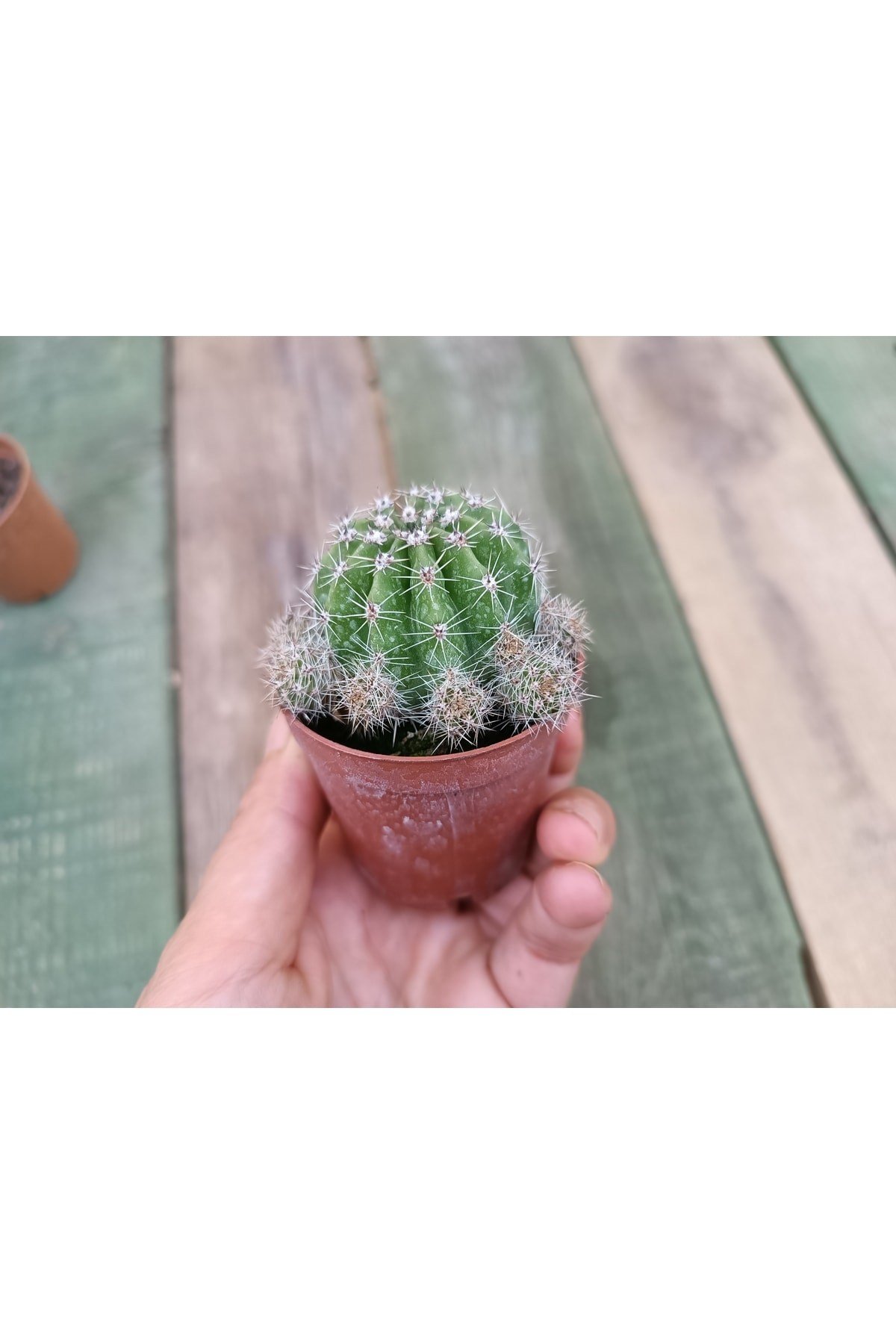 Echinopsis Oxygona Kaynana Topuzu 5,5 Cm Saksılı Kaktüs