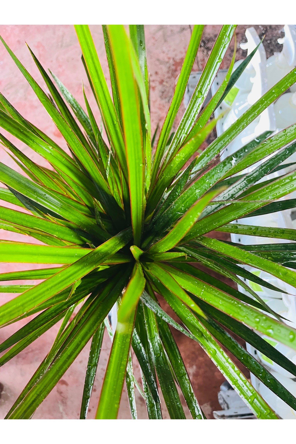 Ejderha Ağacı Dracaena Marginata 100-120 cm Bitki Besini hediyeli