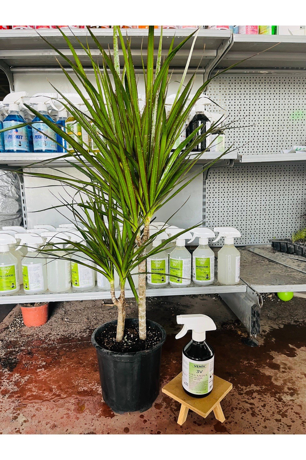 Ejderha Ağacı Dracaena Marginata 100-120 cm Bitki Besini hediyeli