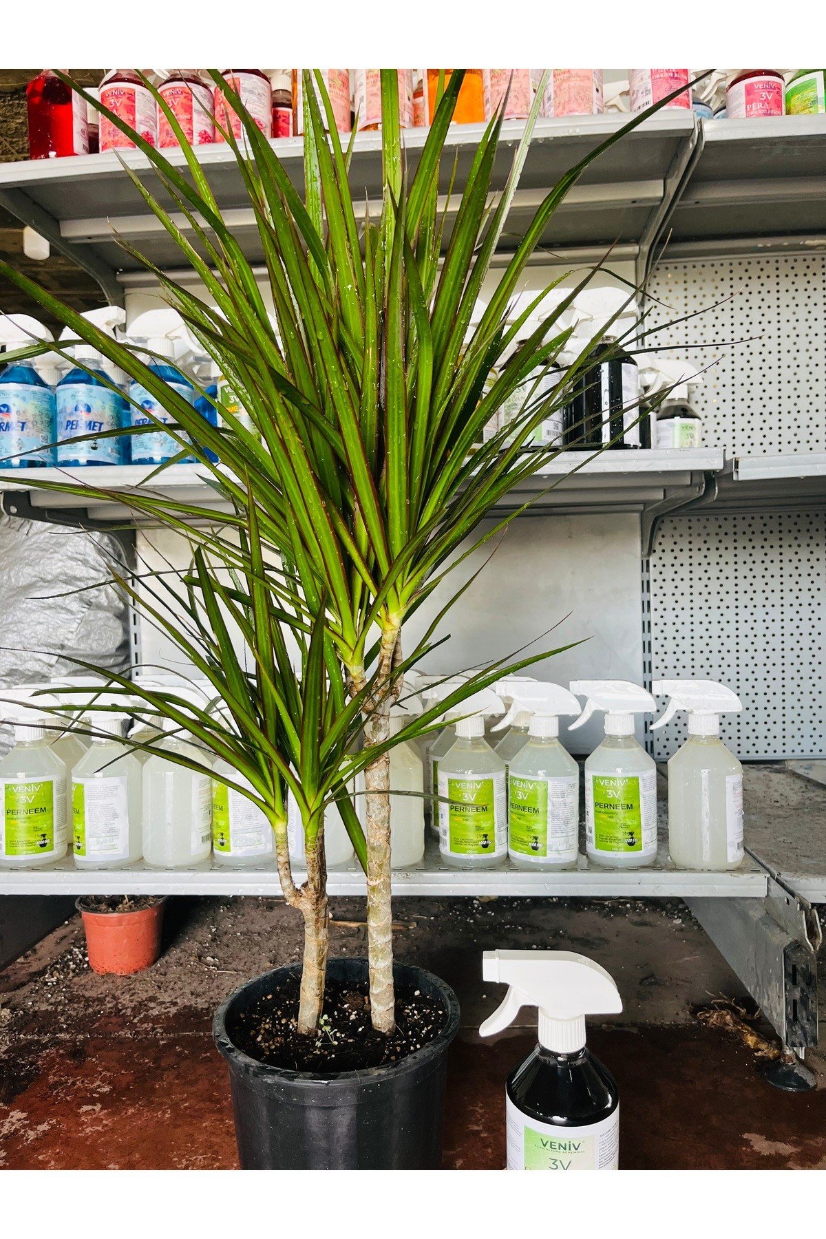 Ejderha Ağacı Dracaena Marginata 100-120 cm Bitki Besini hediyeli