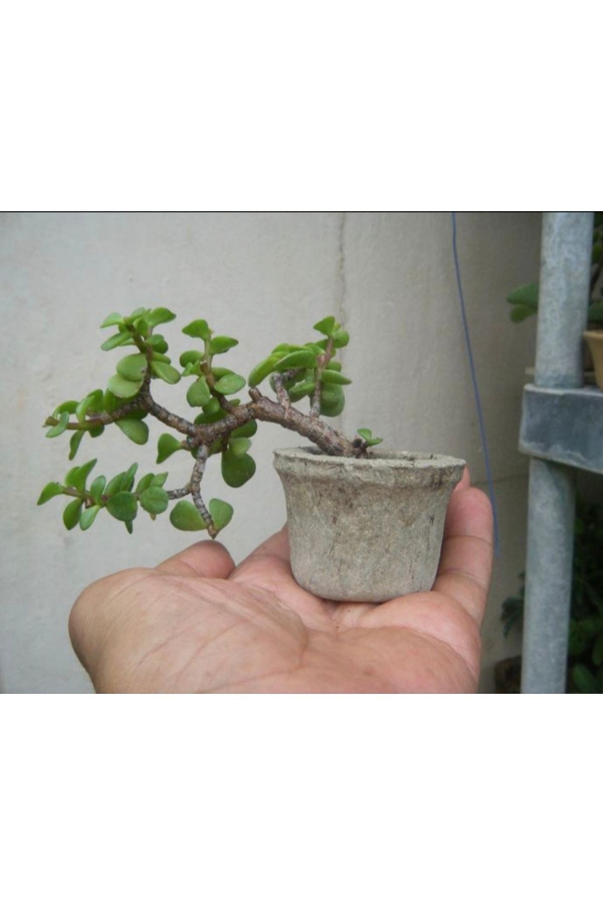 El yapımı Taş Saksıda Bonsai ara Çiçeği Afra Yeşim Ağacı 012