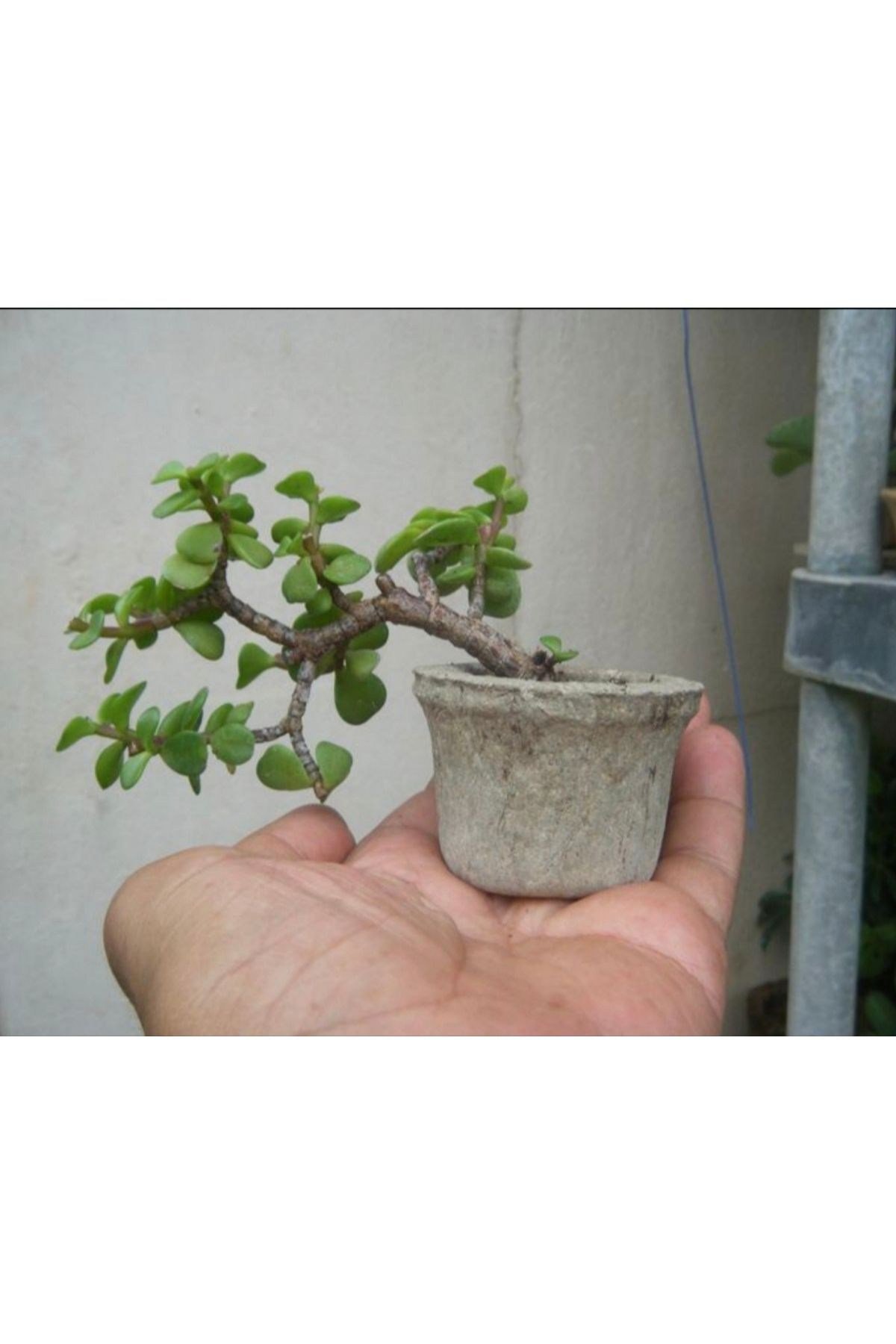 El yapımı Taş Saksıda Bonsai ara Çiçeği Afra Yeşim Ağacı 012