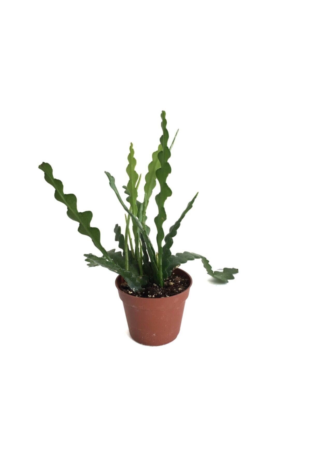 Epiphyllum Anguliger (ATLAS ÇİÇEĞİ)