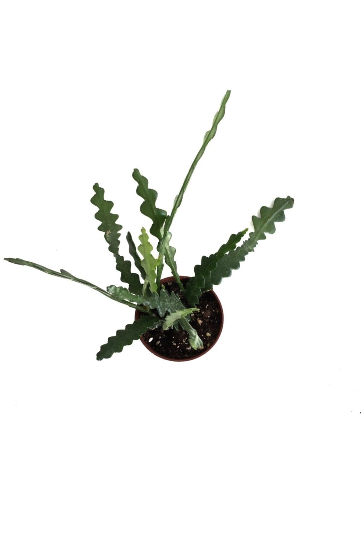 Epiphyllum Anguliger (ATLAS ÇİÇEĞİ)