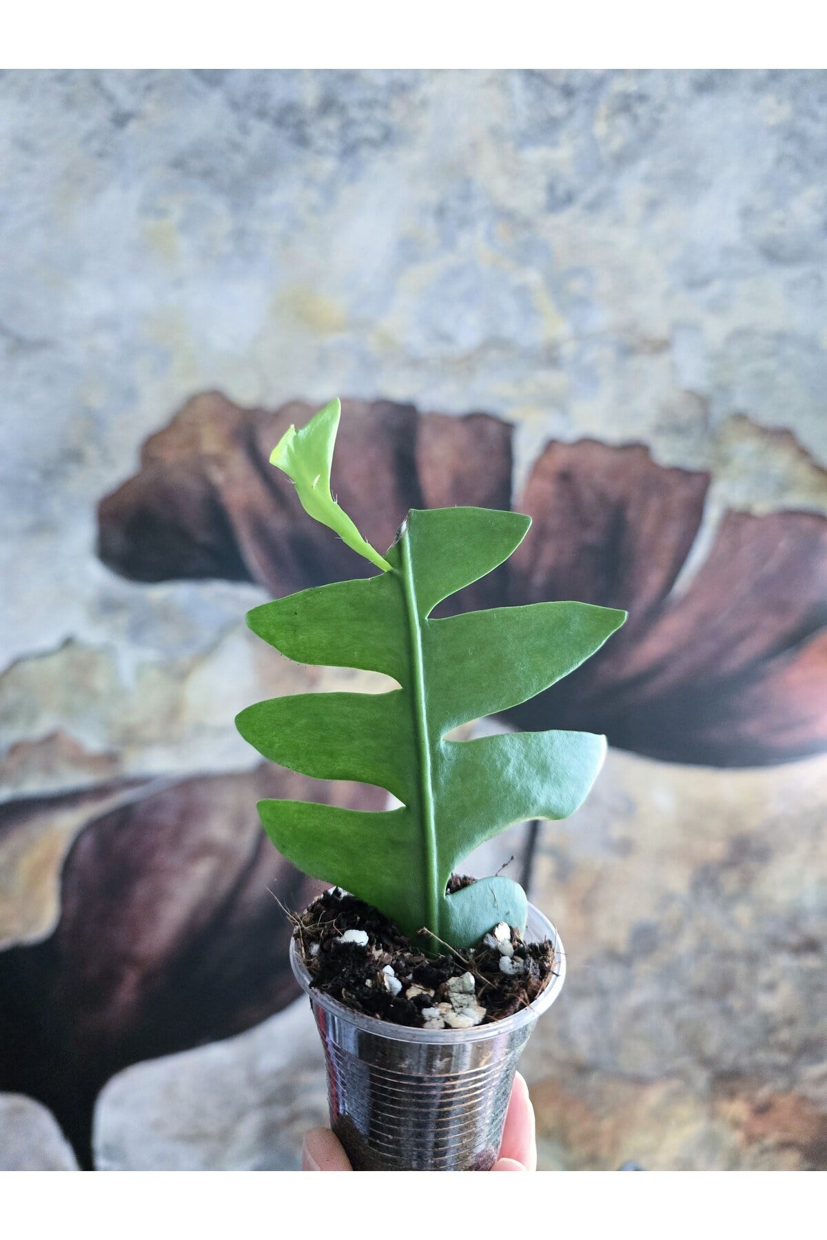 Epiphyllum Chrysocardium Atlas Çiçeği