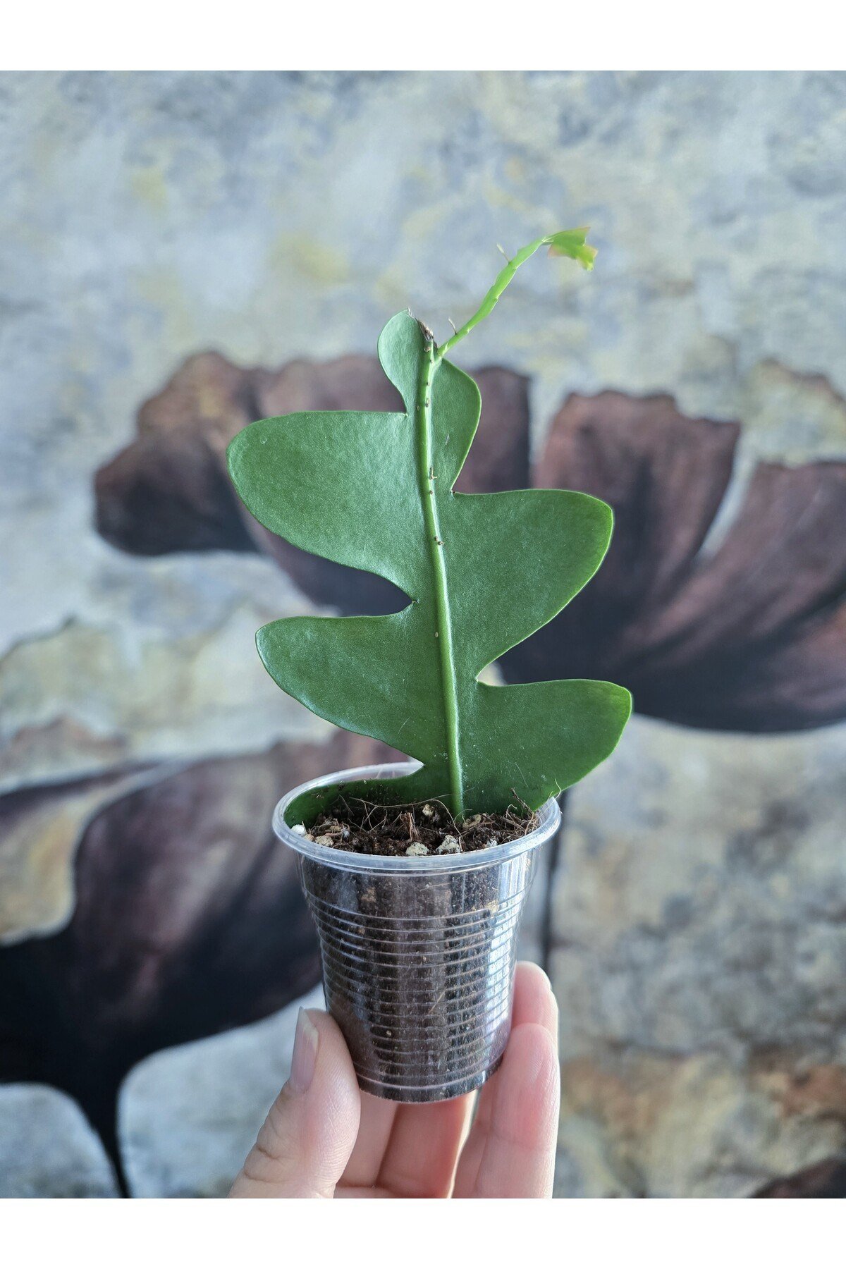 Epiphyllum Chrysocardium Atlas Çiçeği