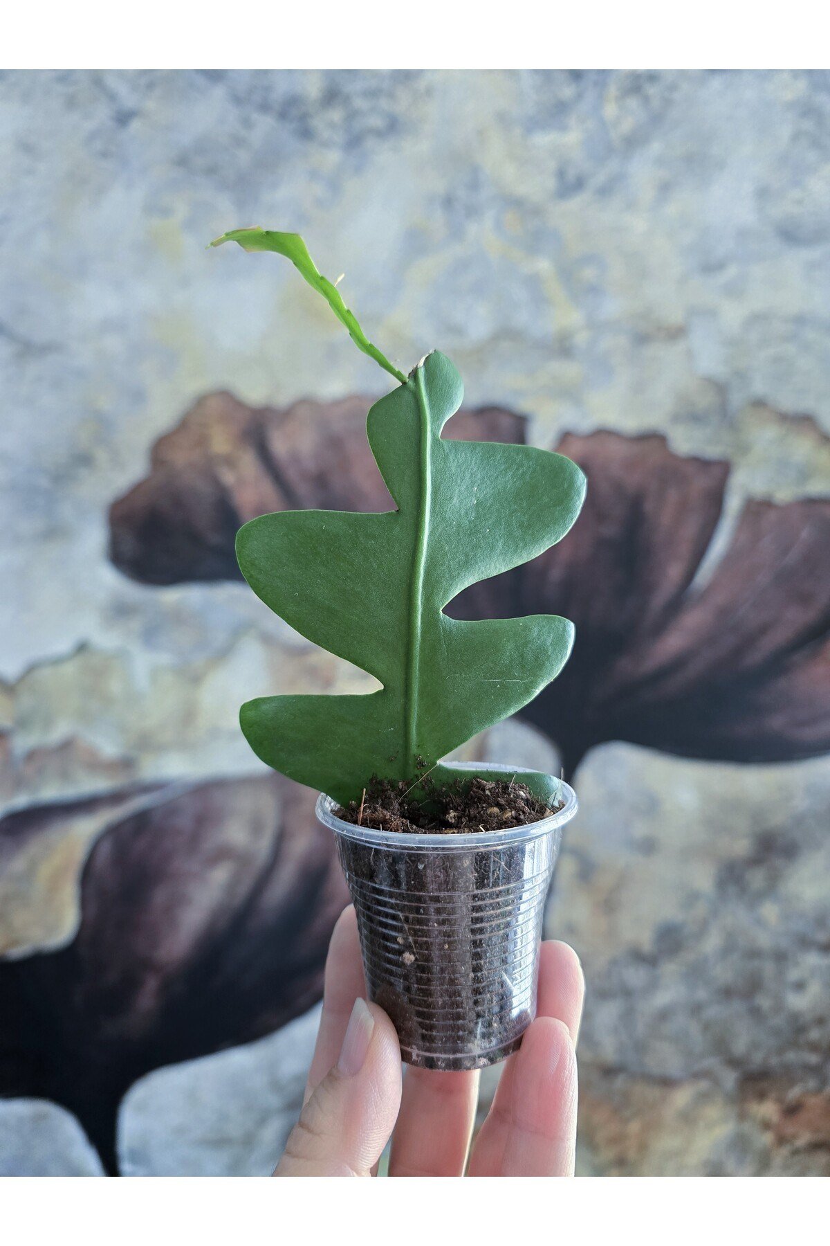 Epiphyllum Chrysocardium Atlas Çiçeği