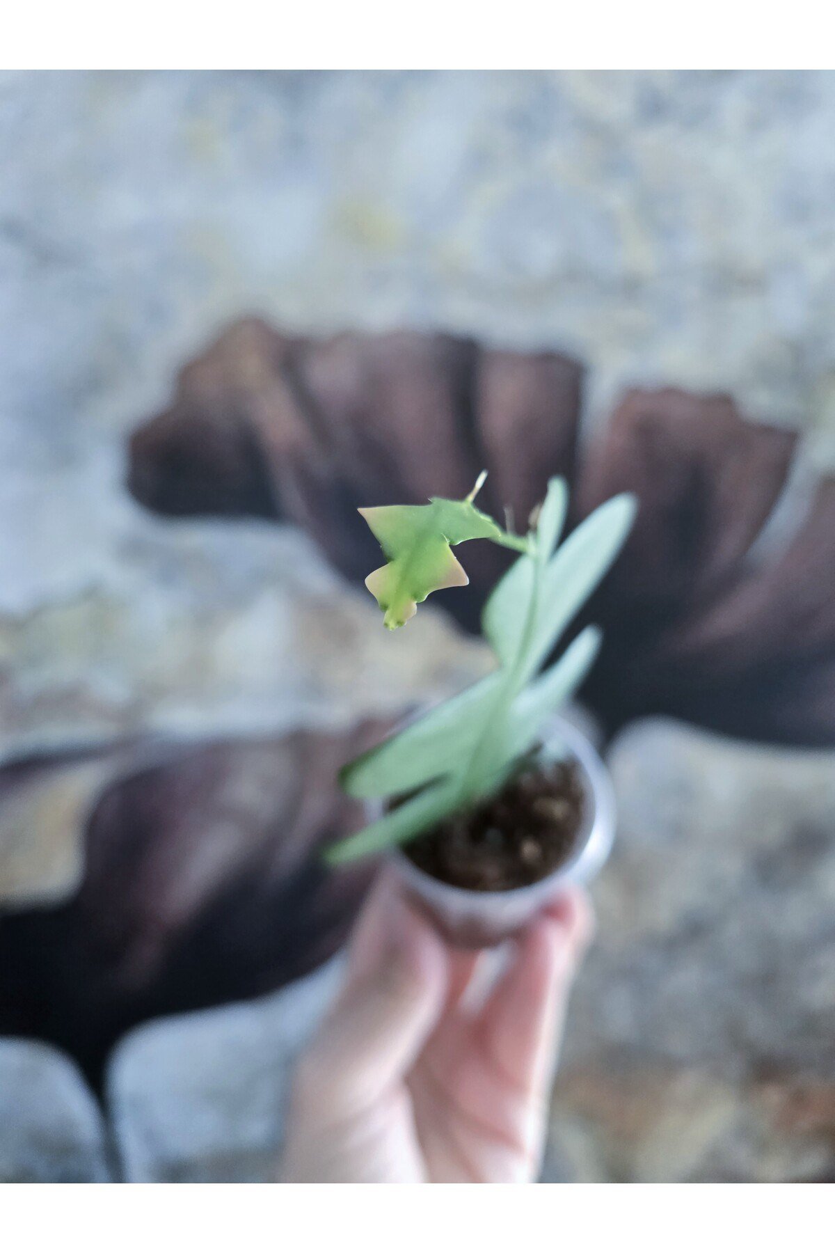 Epiphyllum Chrysocardium Atlas Çiçeği
