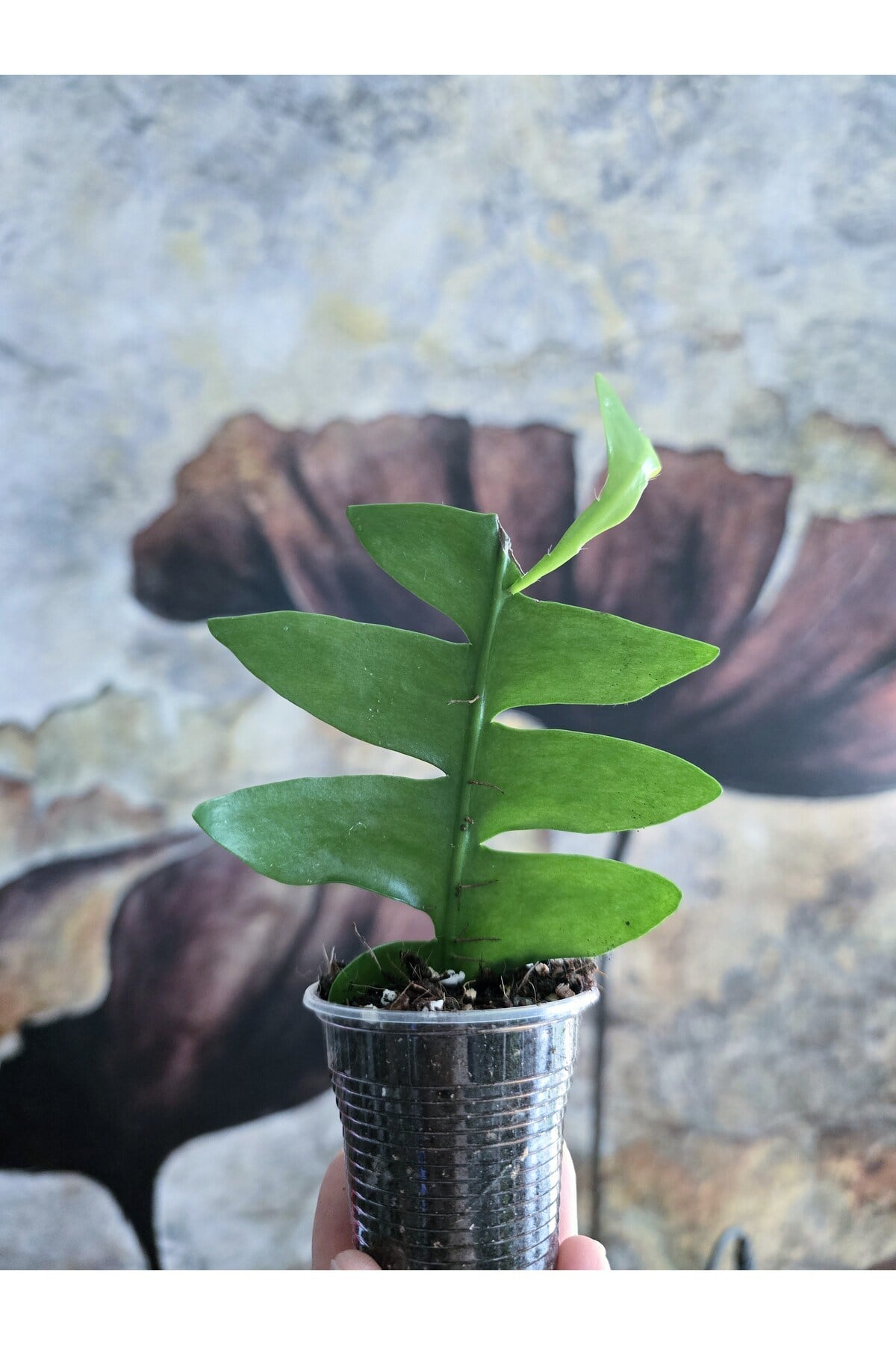 Epiphyllum Chrysocardium Atlas Çiçeği