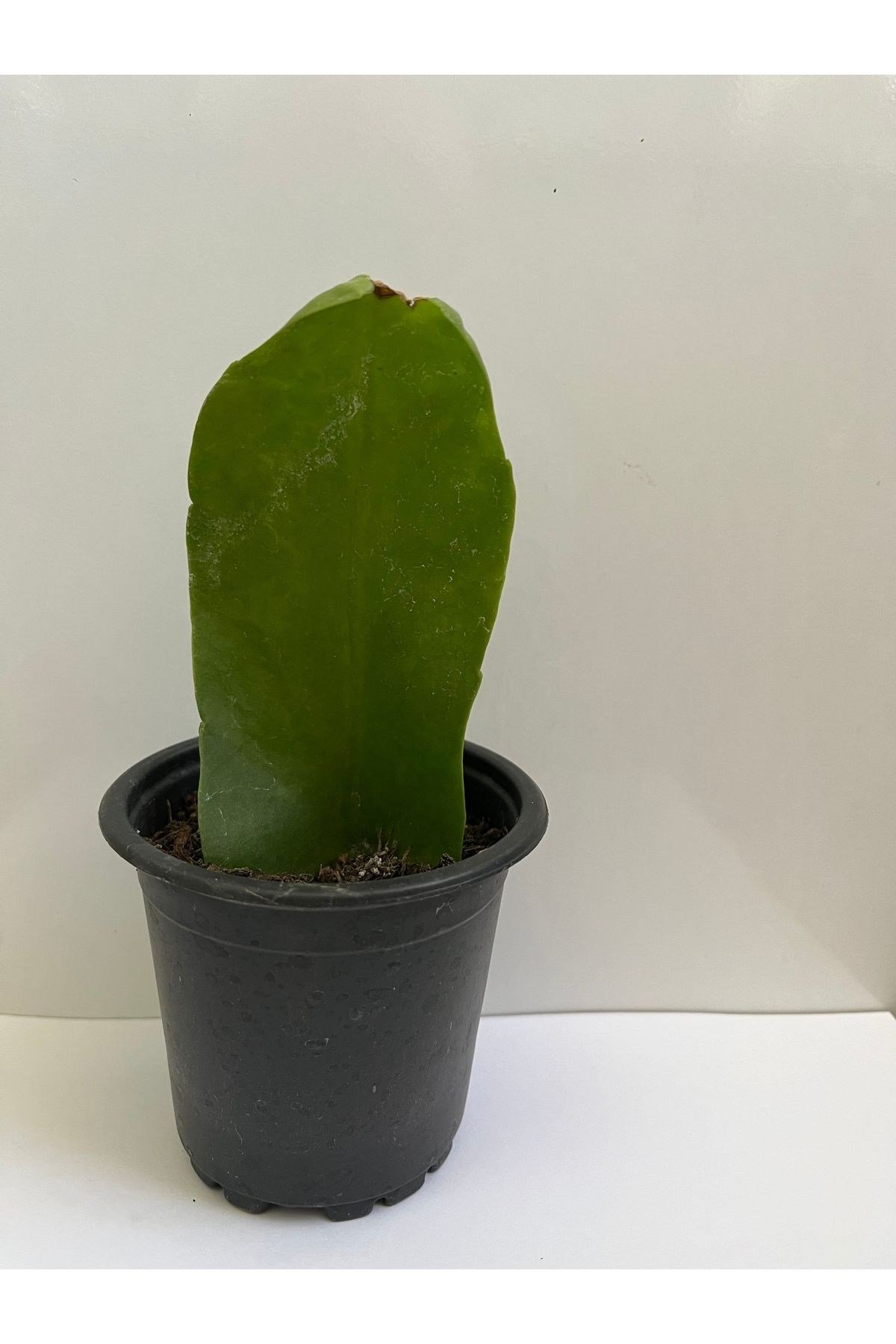 Epiphyllum Oxpetalum Bir Gecelik Gelin Beyaz Atlas 8cm saksılı