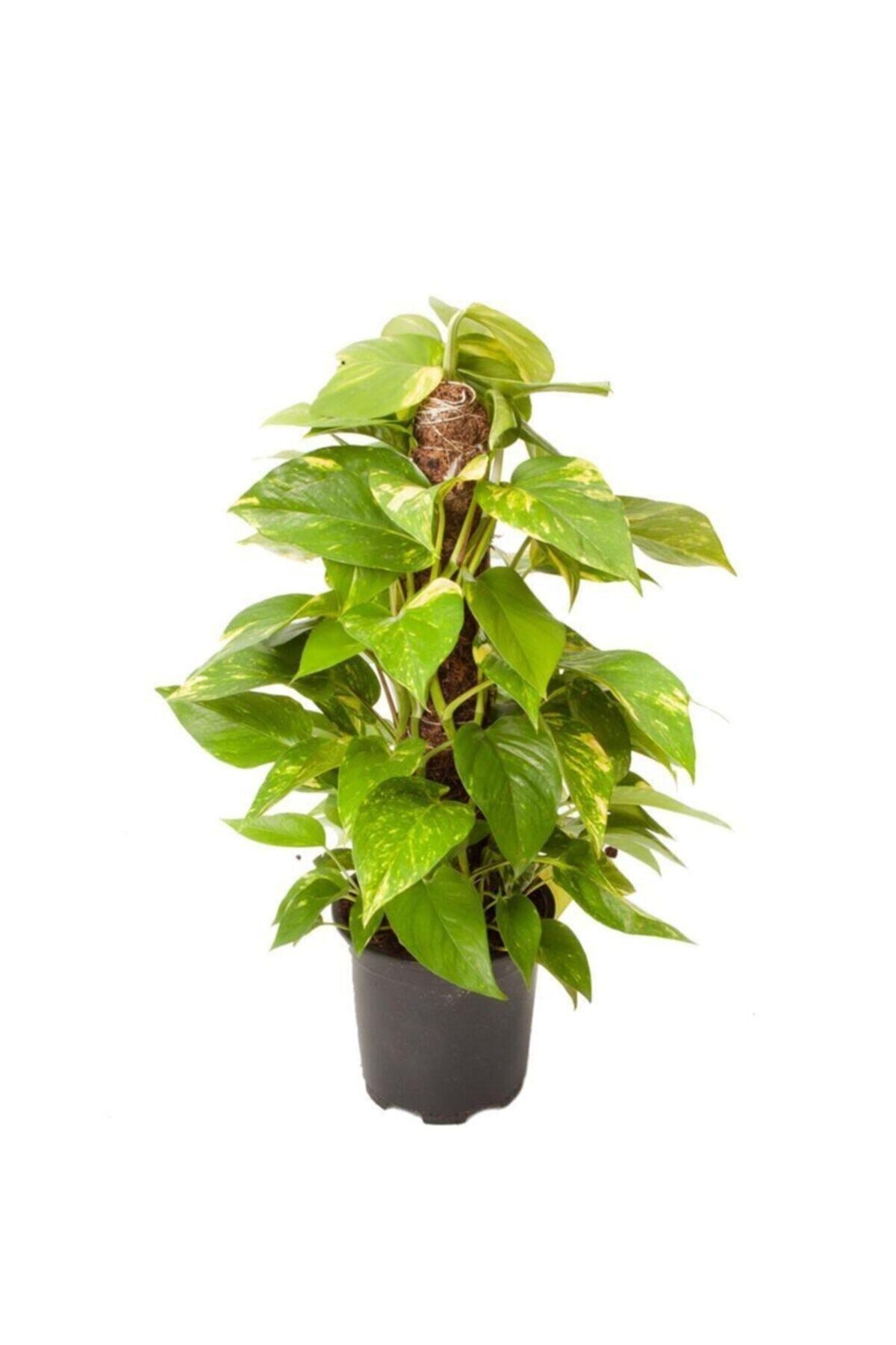 Epipremnum Aureum Mosstok Çubuklu | Salon Sarmaşığı Patos