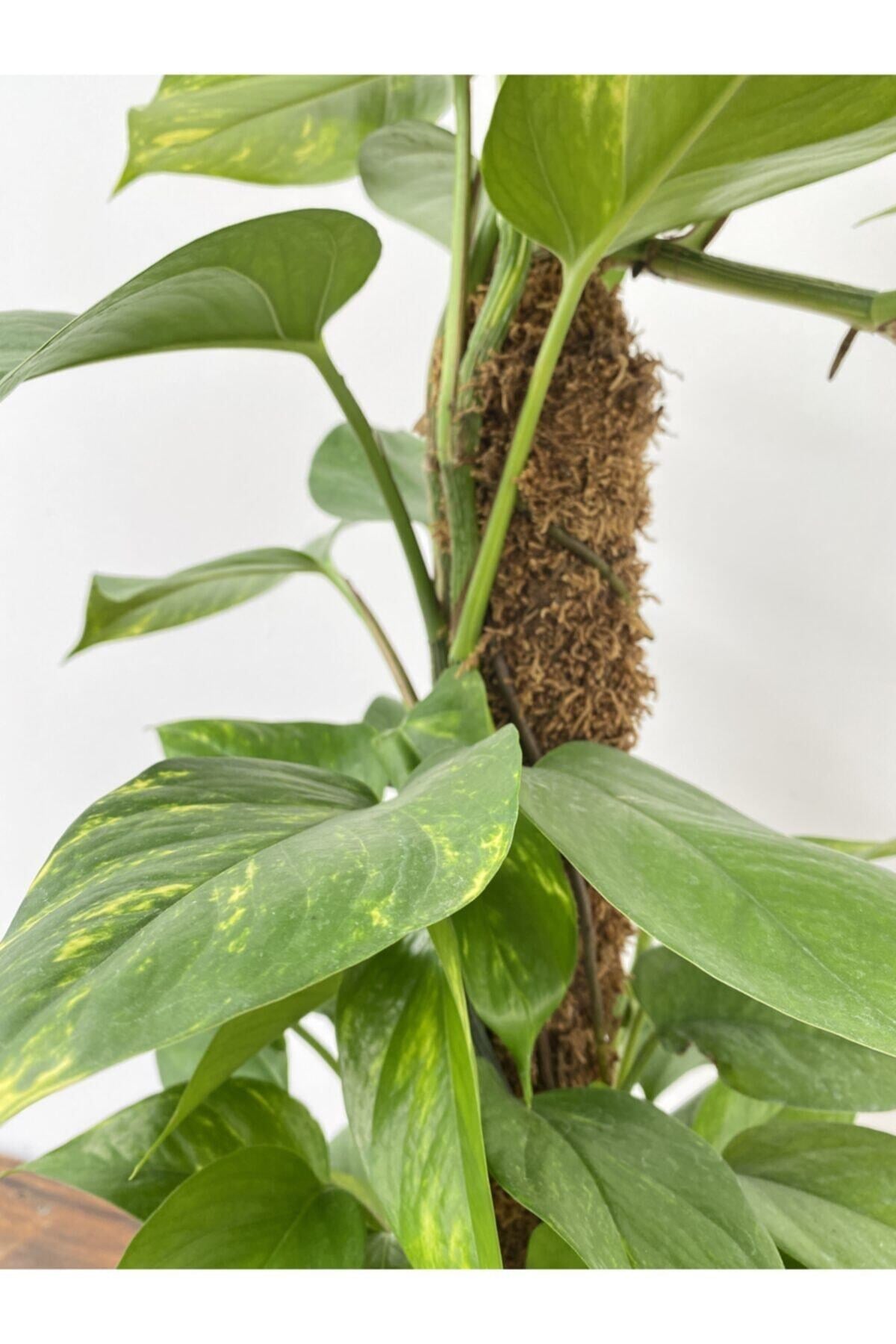 Epipremnum Aureum Mosstok Çubuklu | Salon Sarmaşığı Patos
