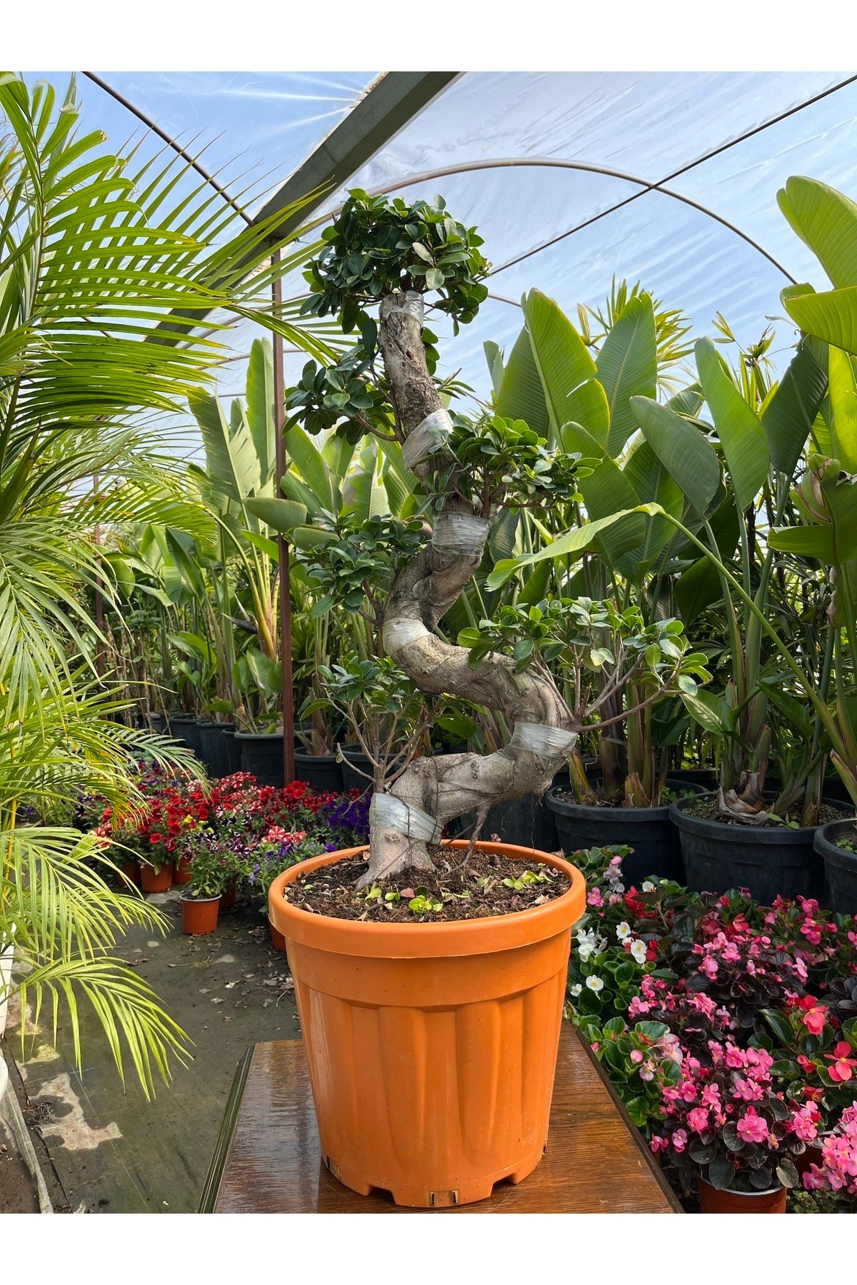 Es Bonsai