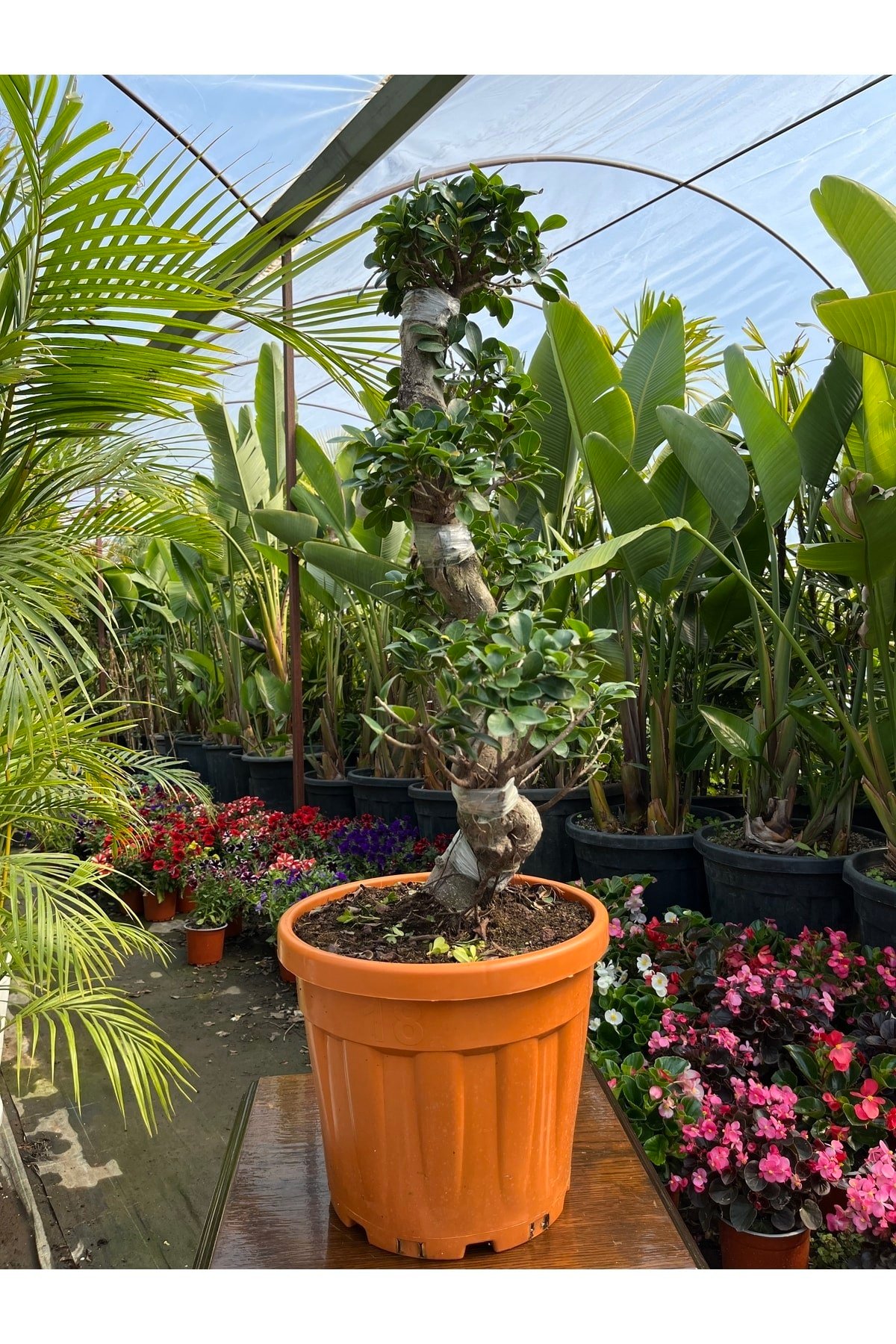 Es Bonsai