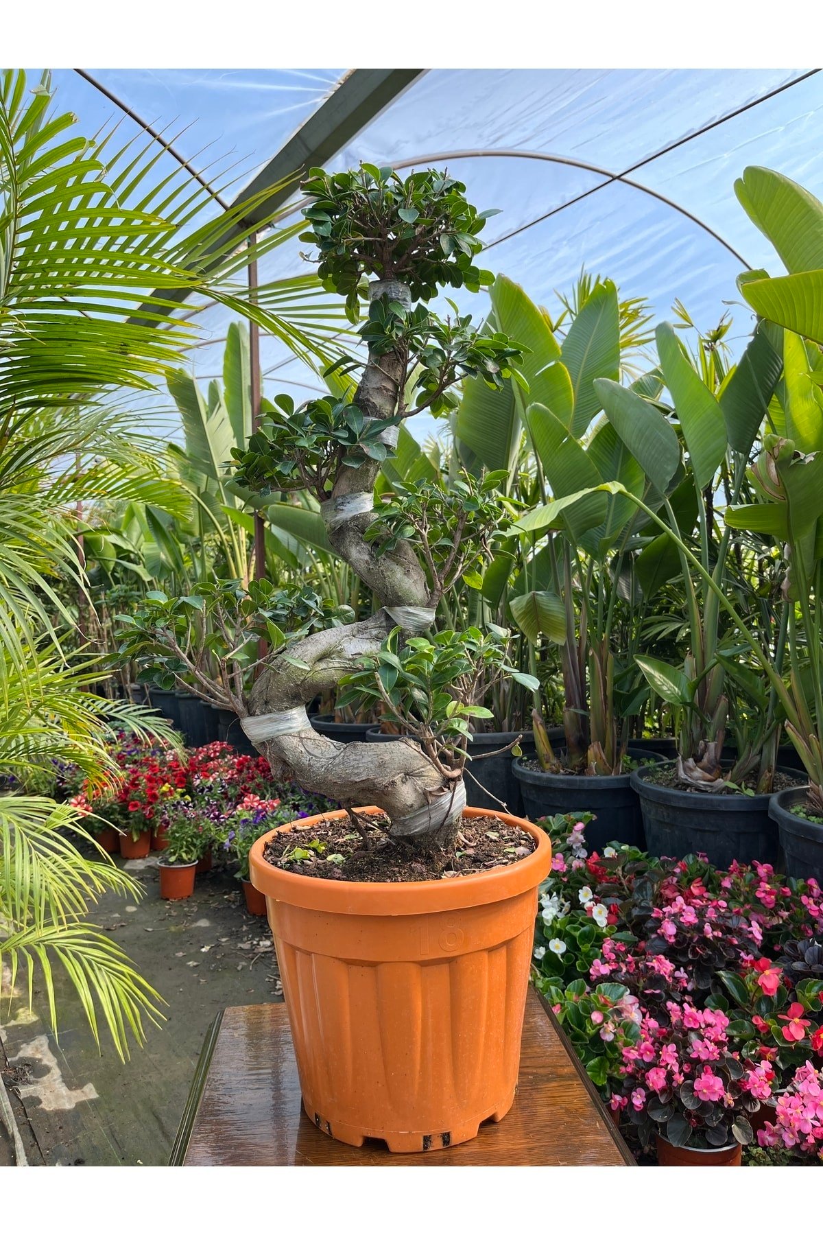Es Bonsai