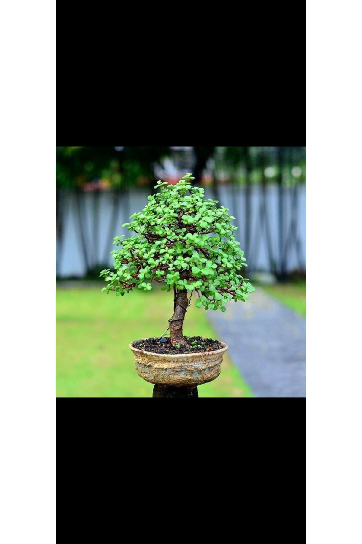 Eskitme saksıda 10 yaş para bonsai