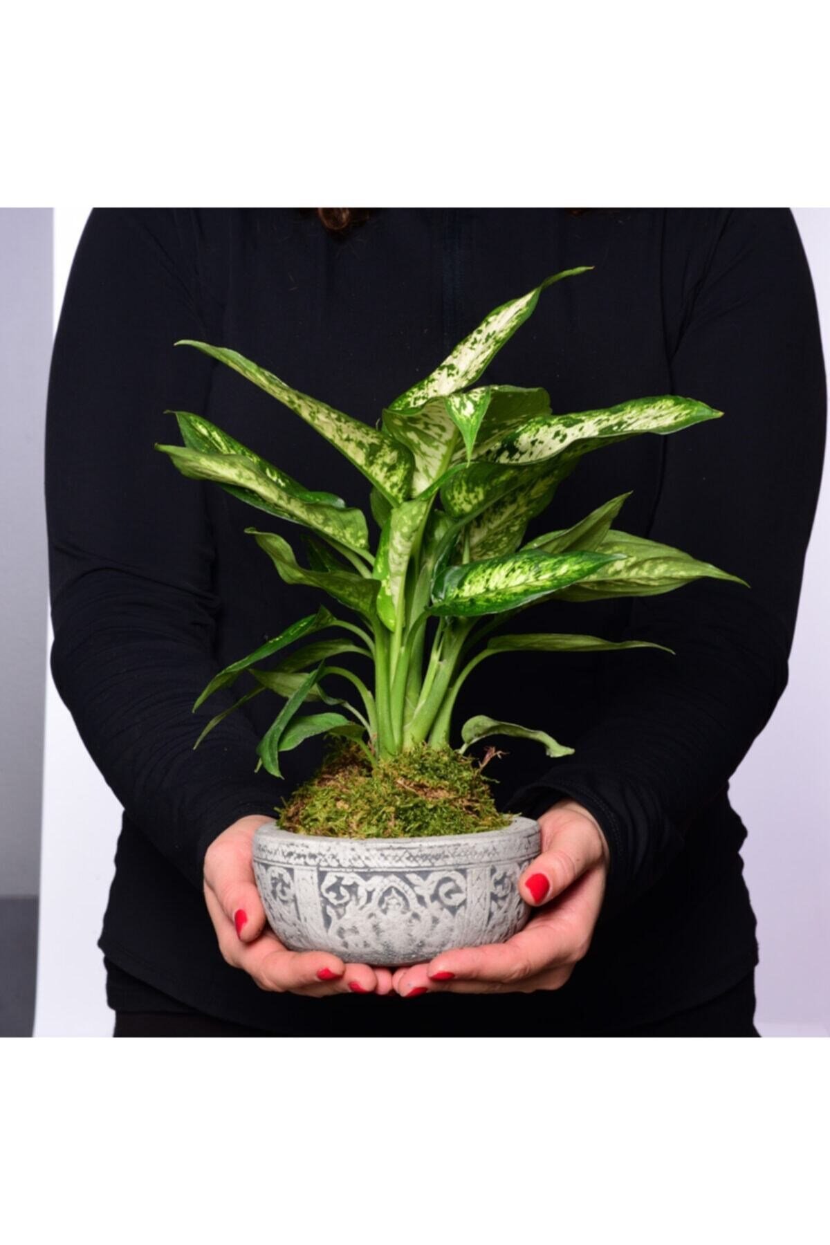 Etnik Saksıda Dieffenbachia Camilla Bitkisi