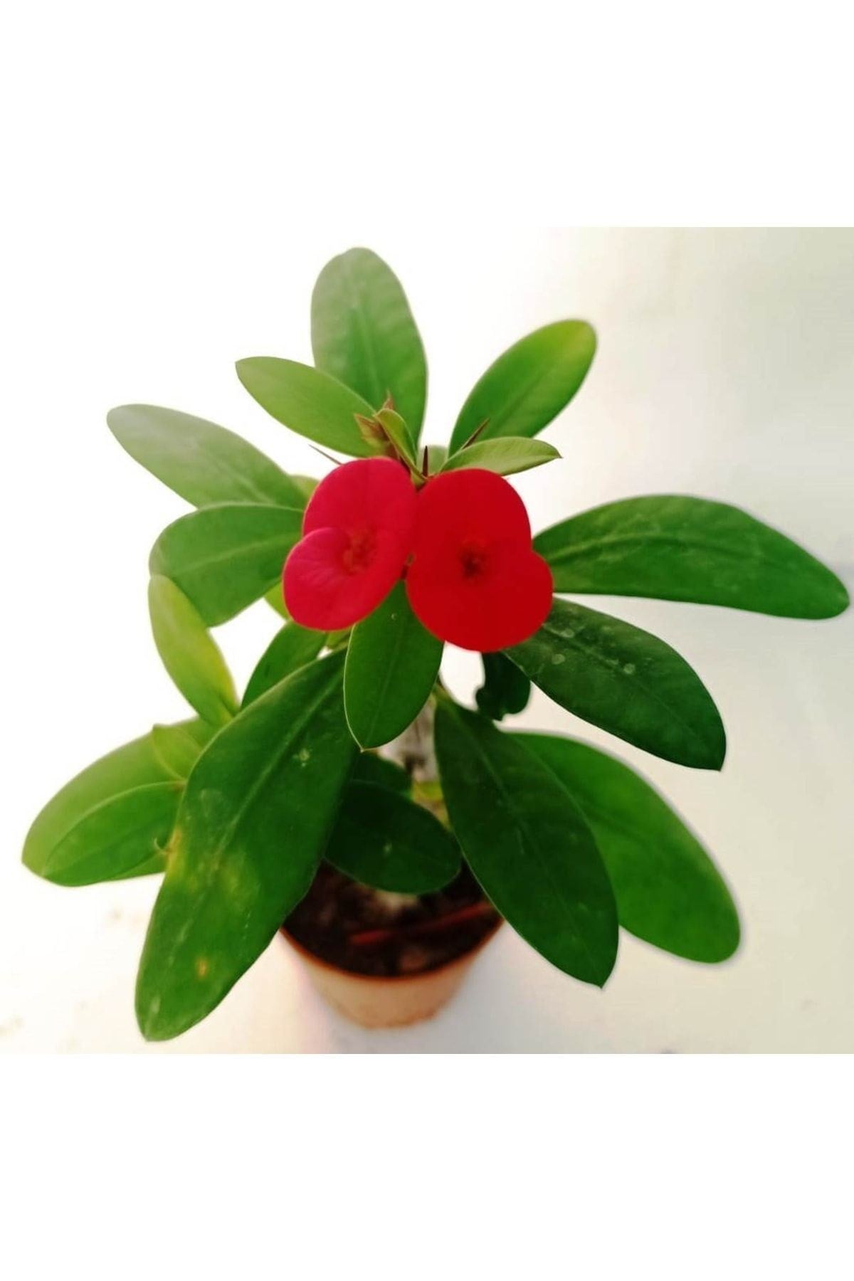 Euphorbia Milii, Dikenler Tacı, Kırmızı Çiçek Açan Sukulent 5,5 Cmm Saksıda