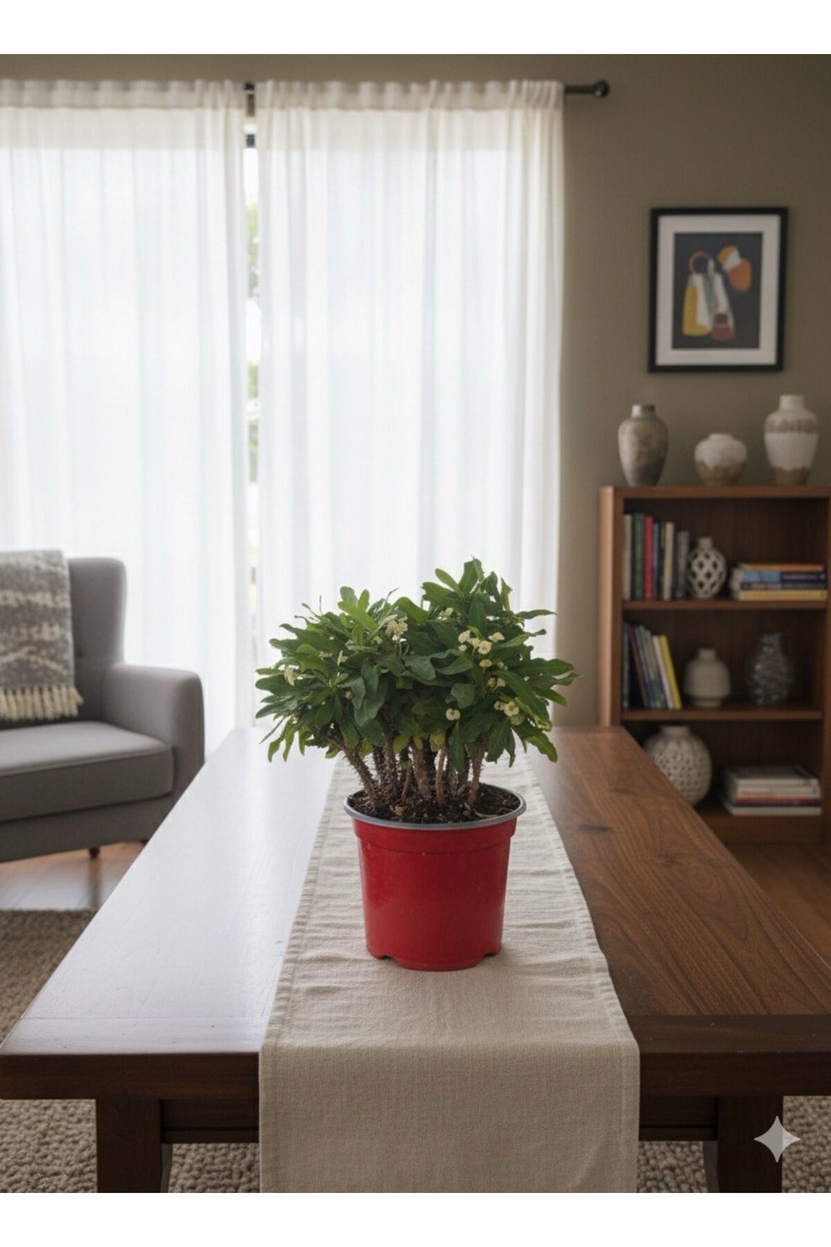Euphorbia milii Dikenler Tacı Sarı (Crown of Thorns)