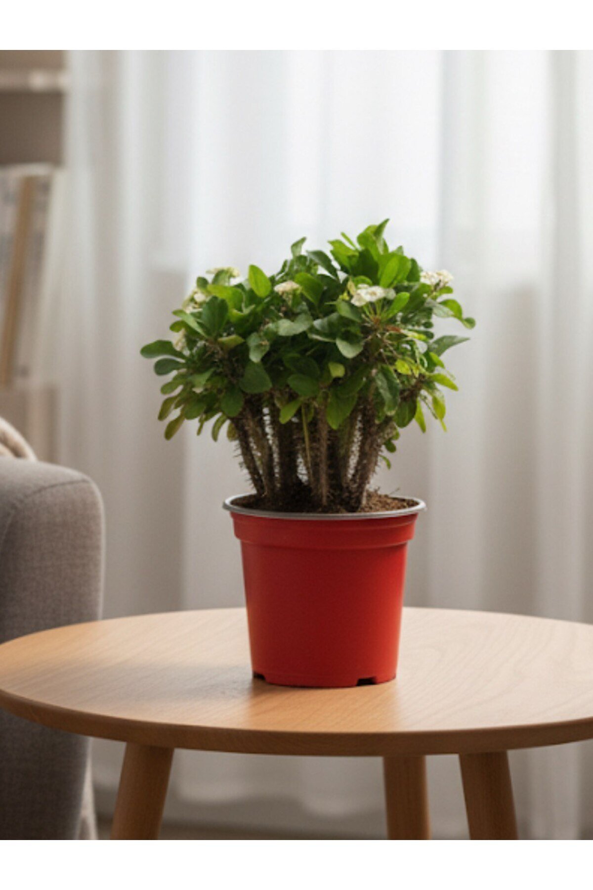 Euphorbia milii Dikenler Tacı Sarı (Crown of Thorns)