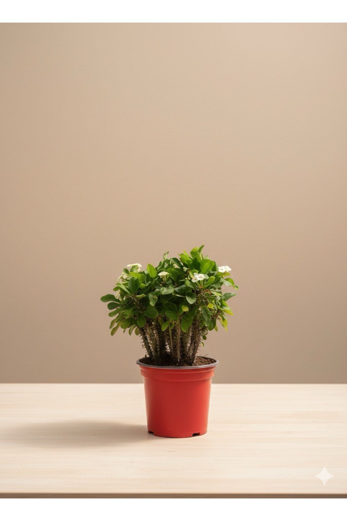 Euphorbia milii Dikenler Tacı Sarı (Crown of Thorns)