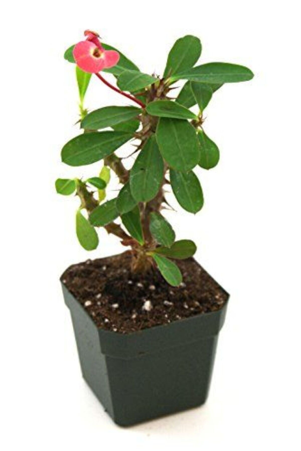 Euphorbia Milli Dikenler Tacı Kırmızı 5.5 Saksıda