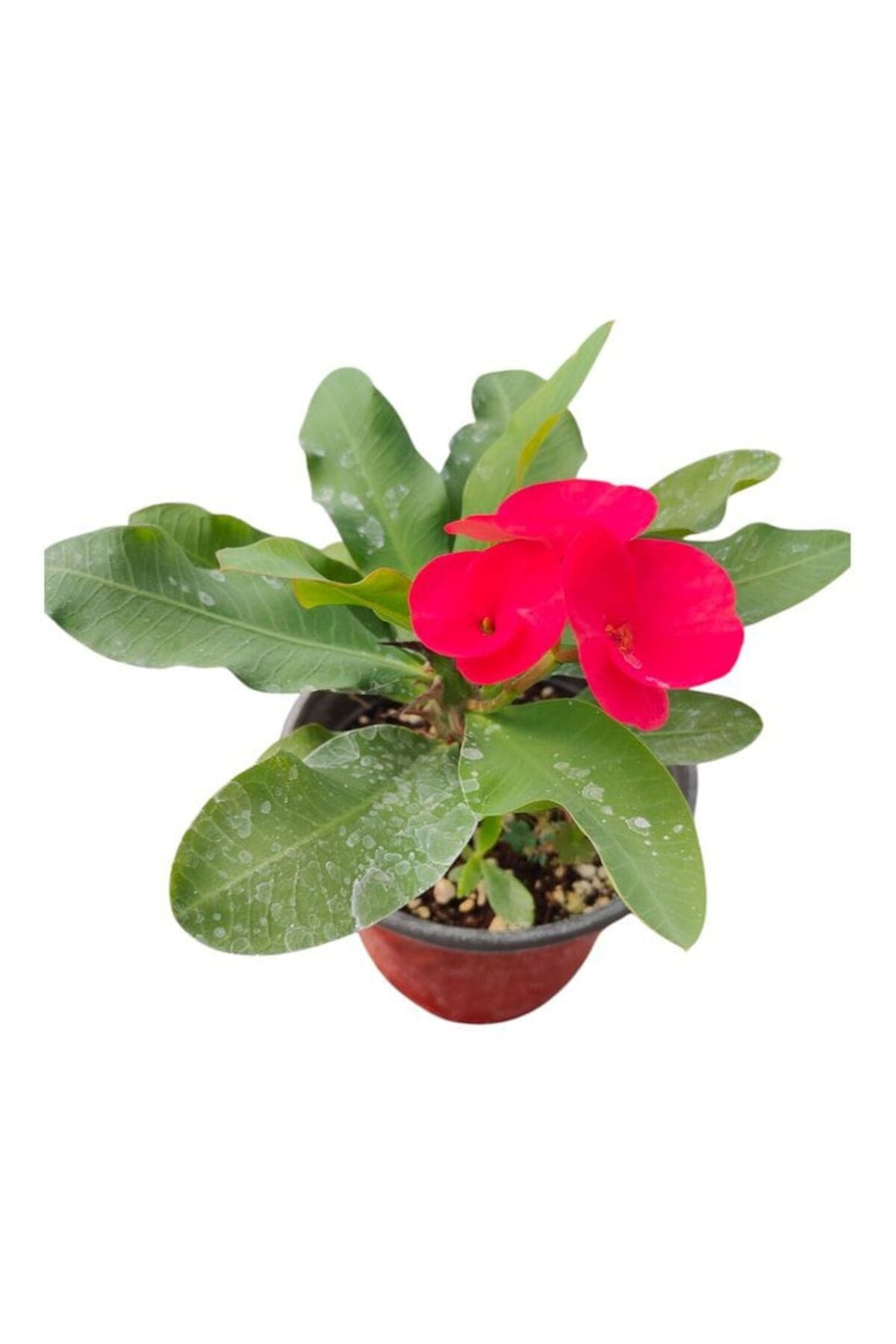 Euphorbia Milli Dikenler Tacı Kırmızı 5.5 Saksıda