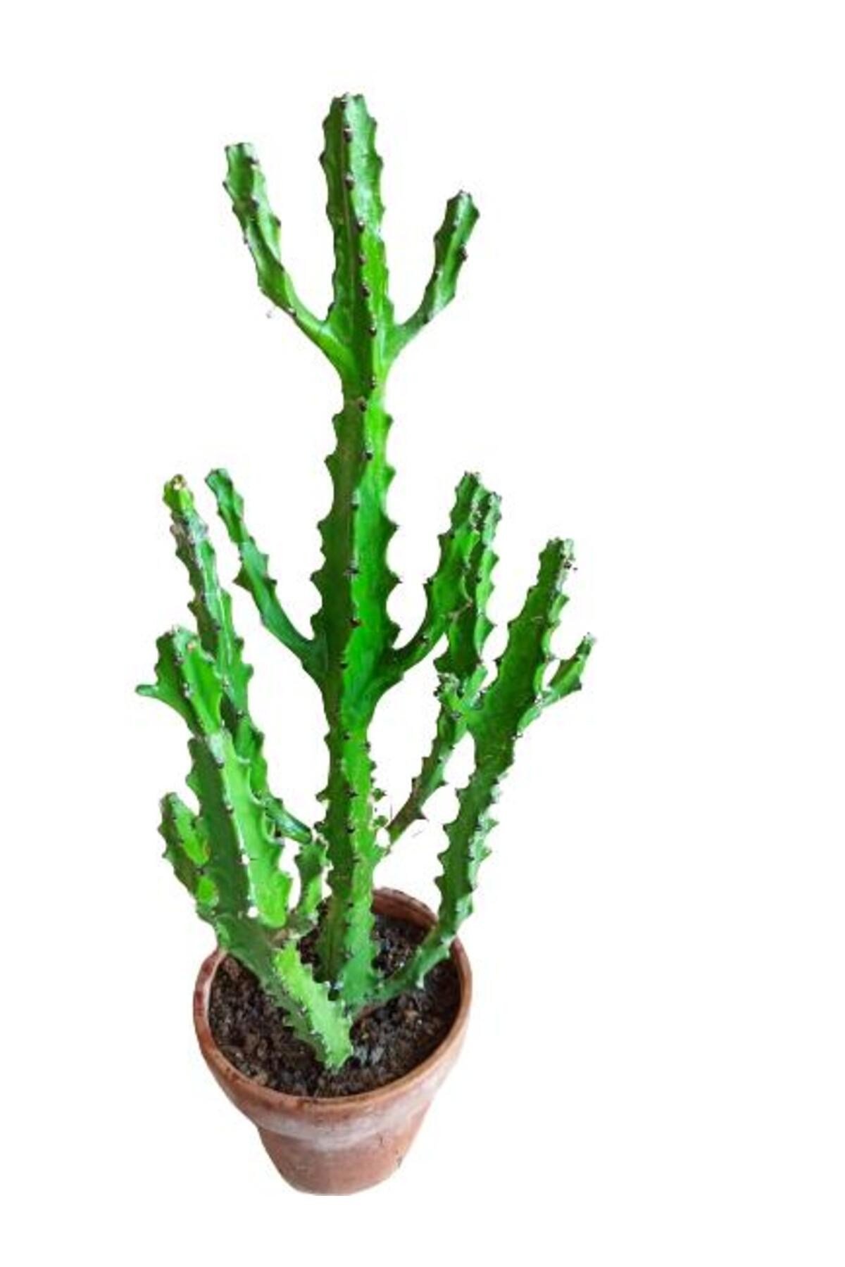 Euphorbia Najuneranatanii - 90 Cm