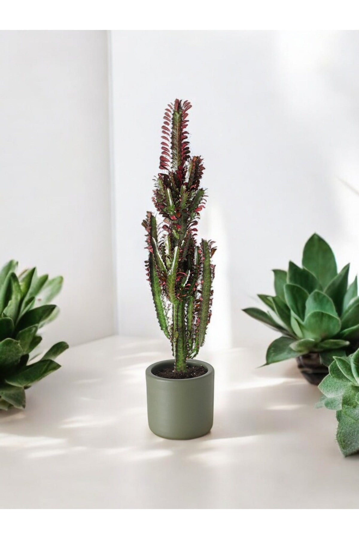 Euphorbia Rubra (Kırmızı Afrika Süt Ağacı Kaktüs) 60cm  No 2