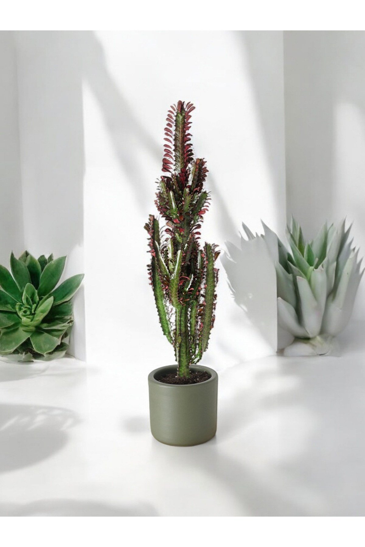 Euphorbia Rubra (Kırmızı Afrika Süt Ağacı Kaktüs) 60cm  No 2