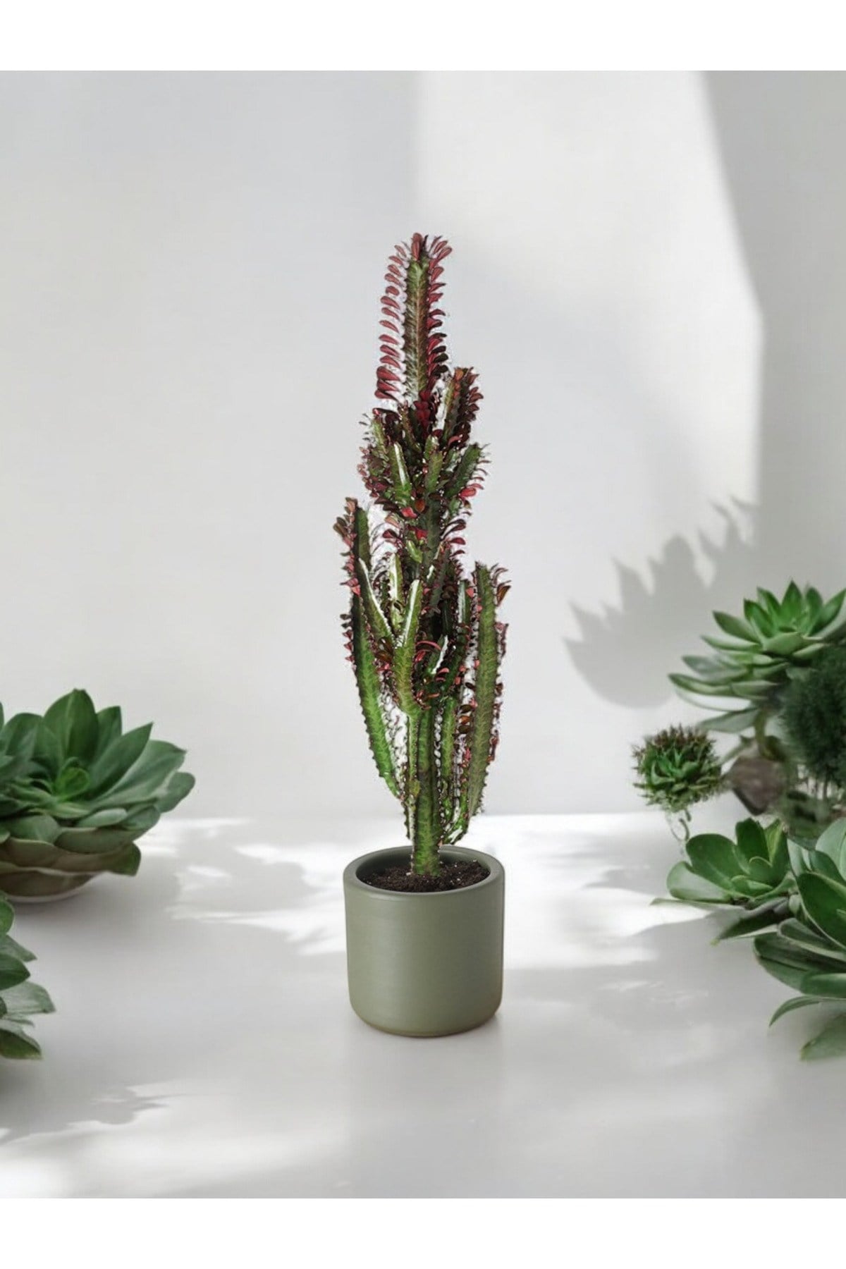Euphorbia Rubra (Kırmızı Afrika Süt Ağacı Kaktüs) 60cm  No 2
