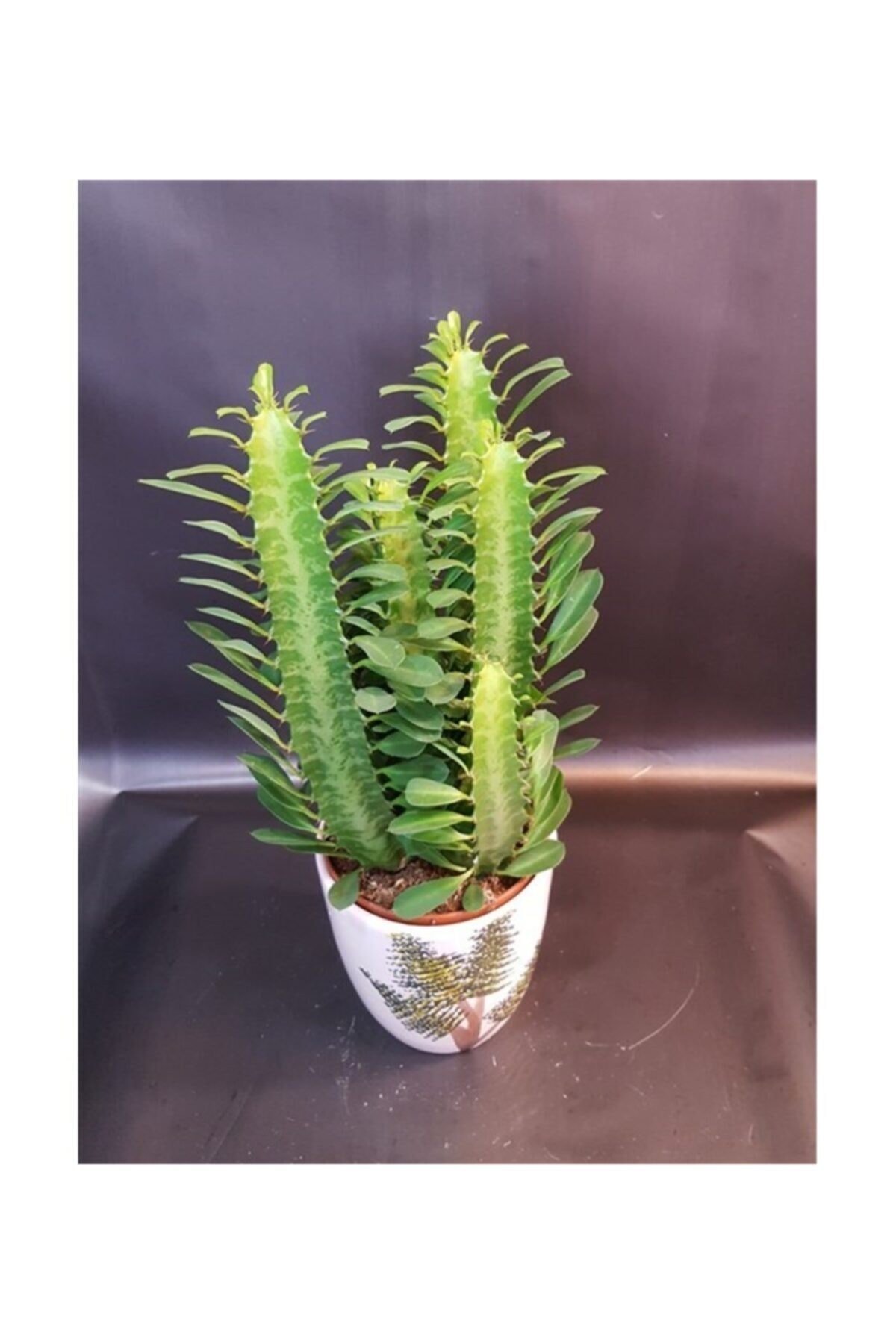 Euphorbia Sukulent Süt Kaktüs Süt Ağacı Bitkisi 40-50cm