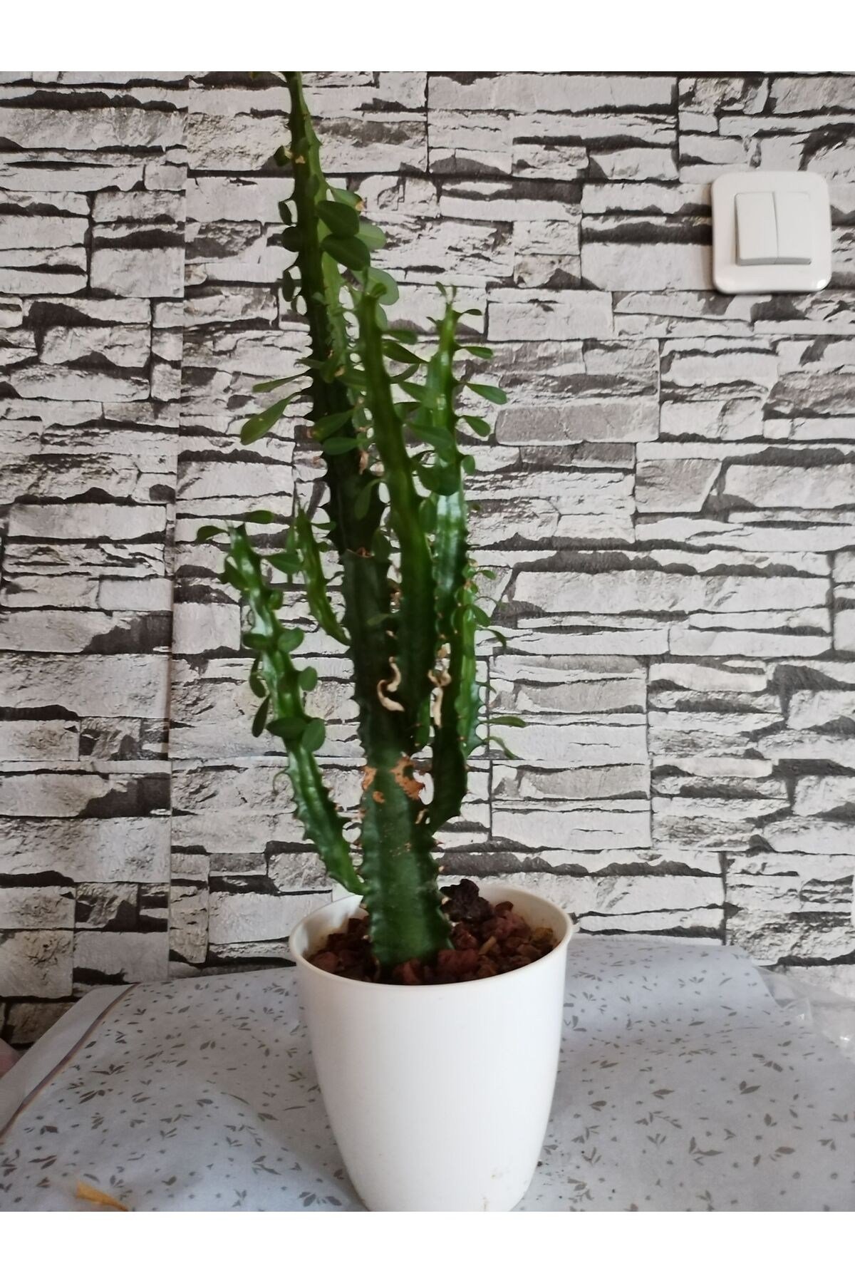 Euphorbia Süt ağacı 50 cm