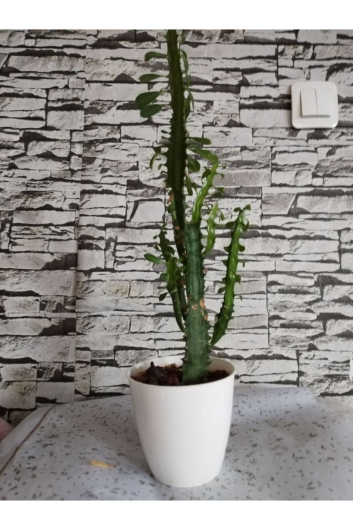 Euphorbia Süt ağacı 50 cm