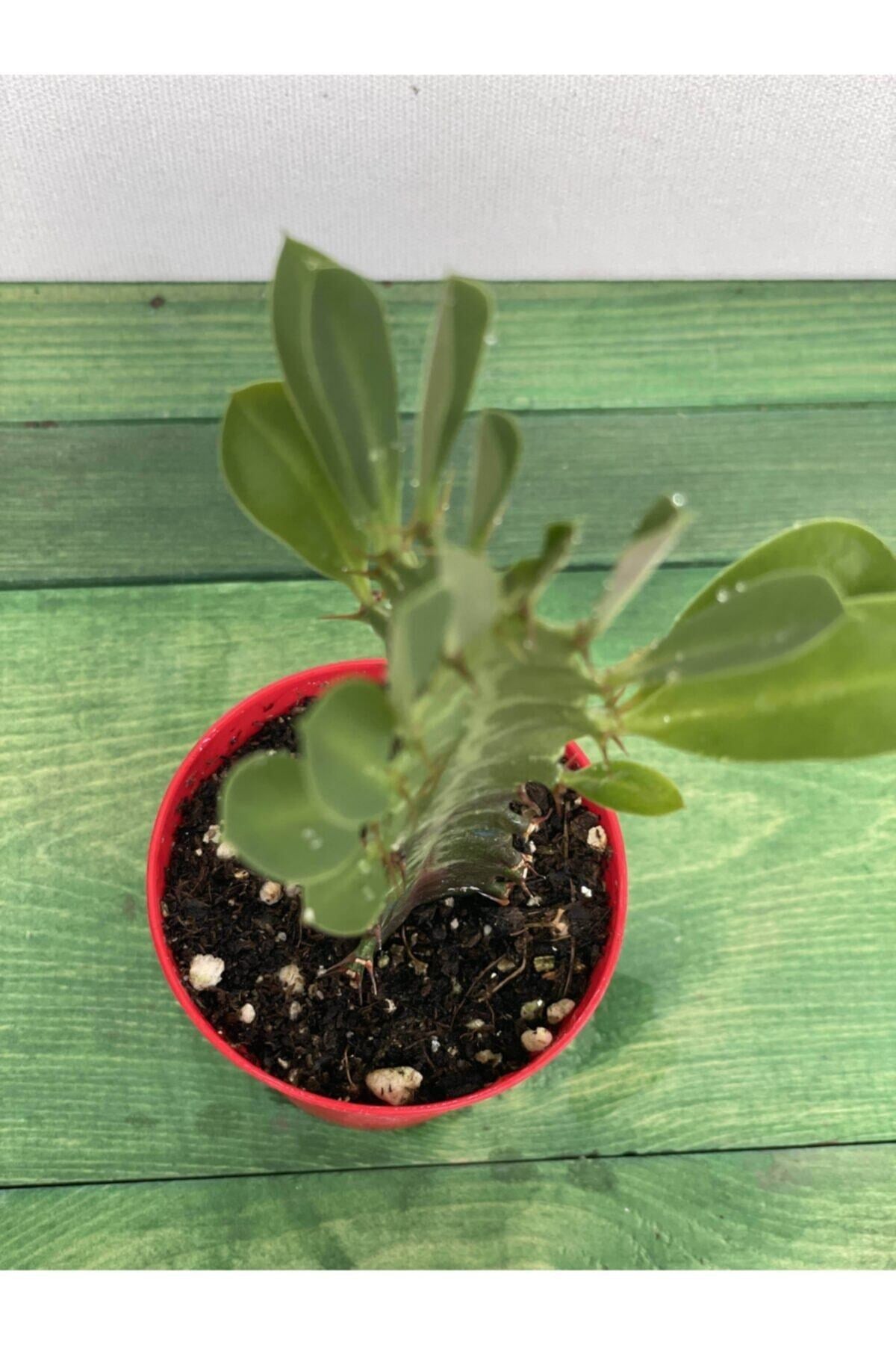 Euphorbia Trigona Rubra Yesil -süt Ağacı - 5.5 Cm Saksı