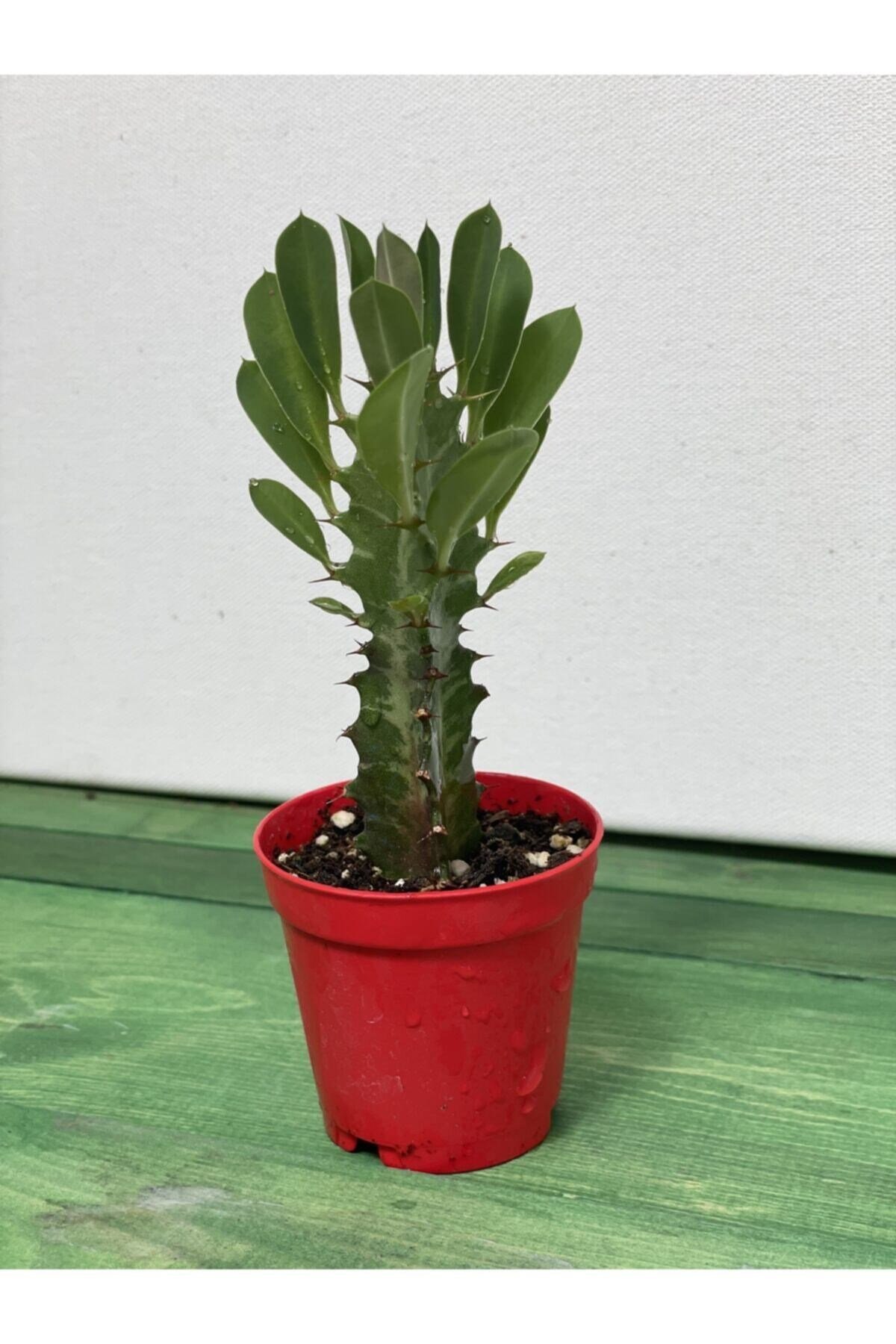 Euphorbia Trigona Rubra Yesil -süt Ağacı - 5.5 Cm Saksı