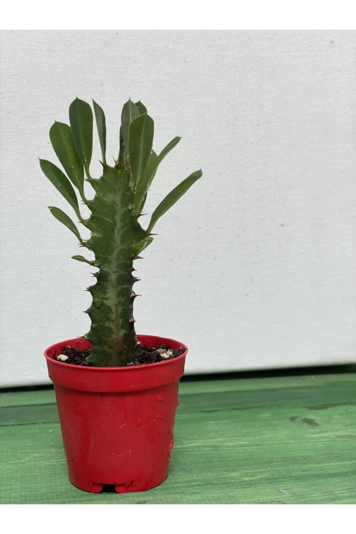 Euphorbia Trigona Rubra Yesil -süt Ağacı - 5.5 Cm Saksı