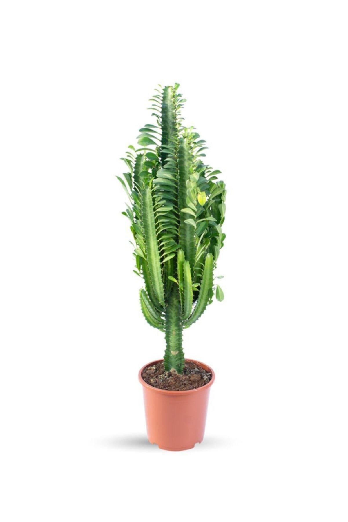 Euphorbia Trigona (süt Ağacı)