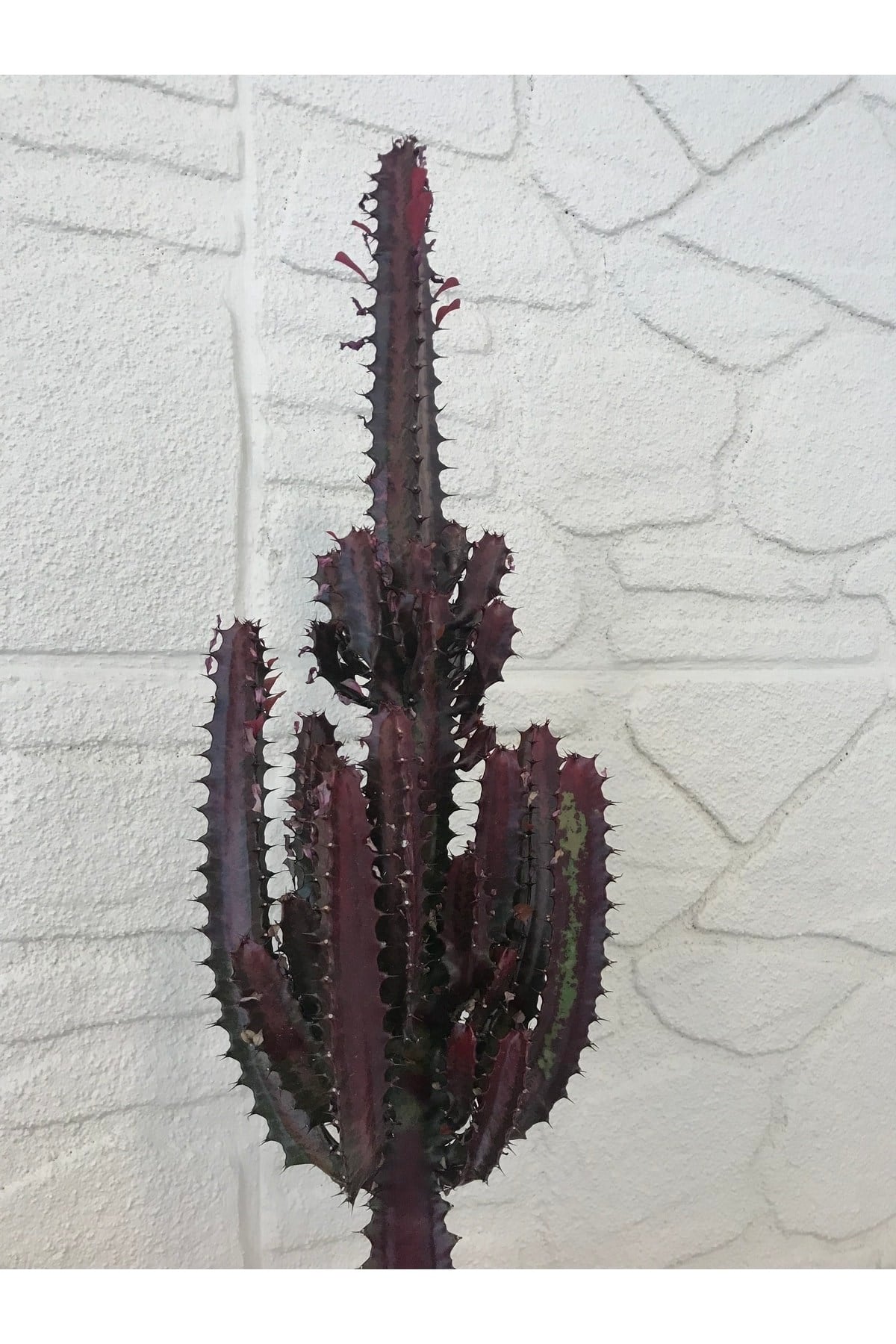 Euphorbia Trigona (SÜT AĞACI) Büyük Boy Kızıl Tür Ithal