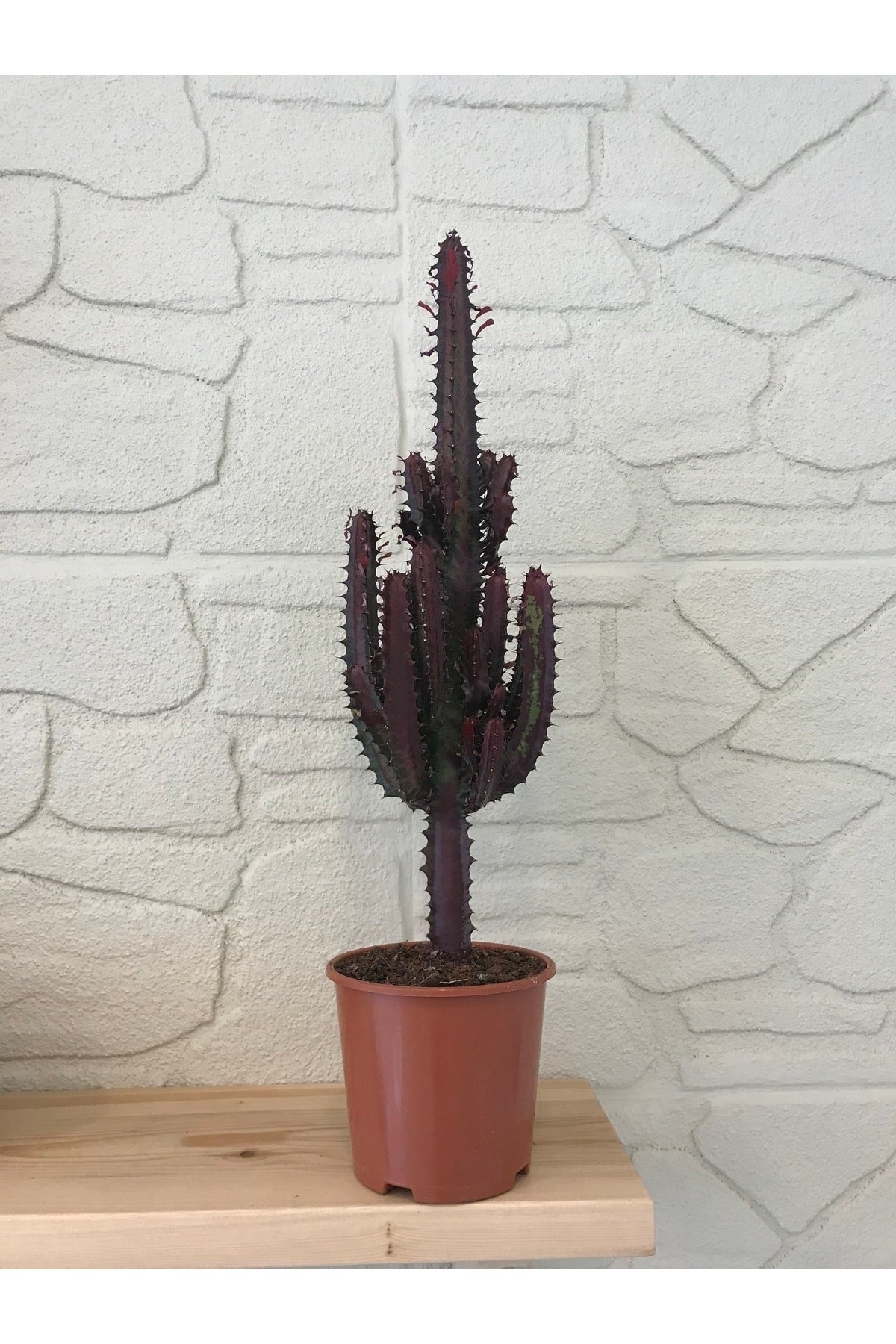Euphorbia Trigona (SÜT AĞACI) Büyük Boy Kızıl Tür Ithal