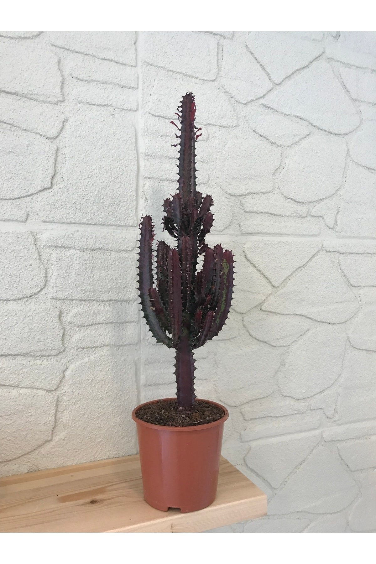 Euphorbia Trigona (SÜT AĞACI) Büyük Boy Kızıl Tür Ithal
